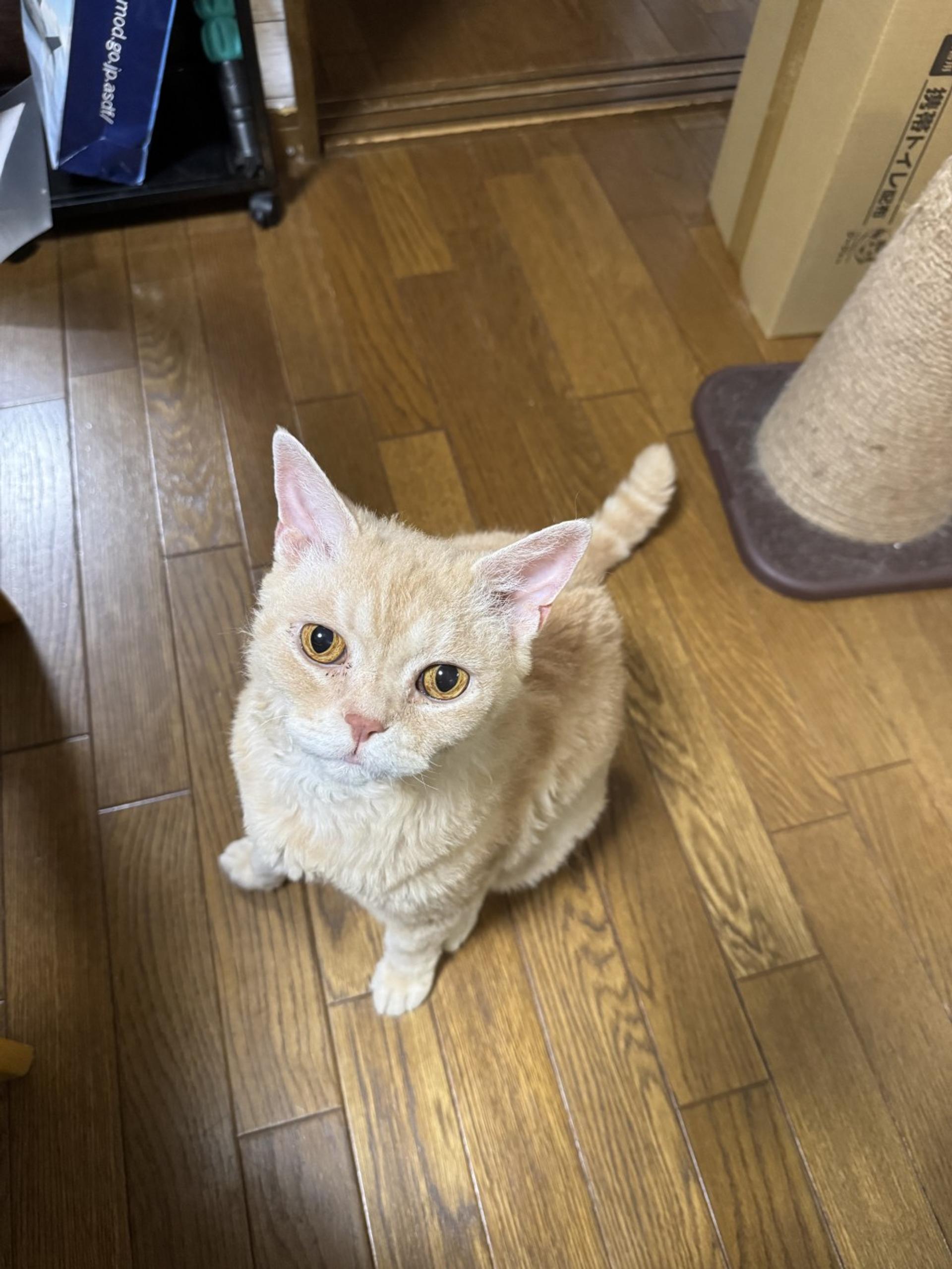 pet-image-2