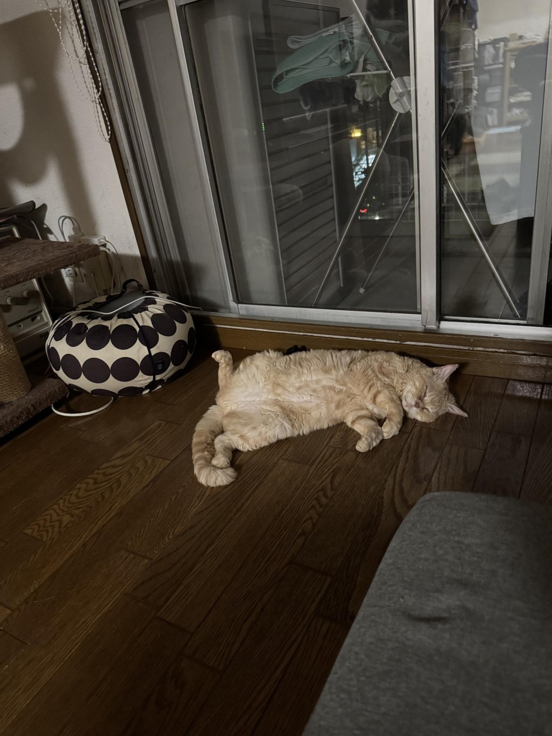 pet-image-8