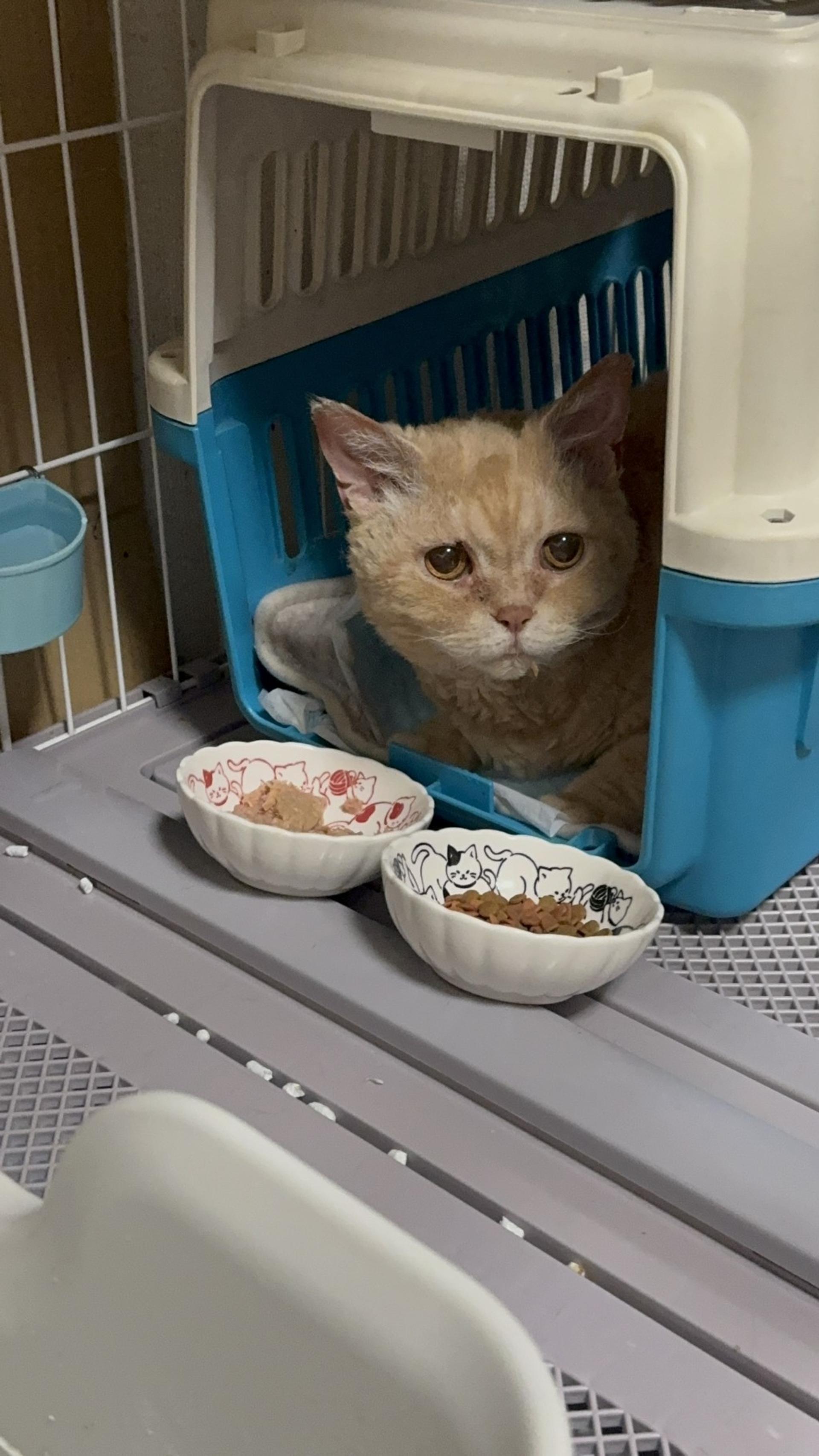 pet-image-5