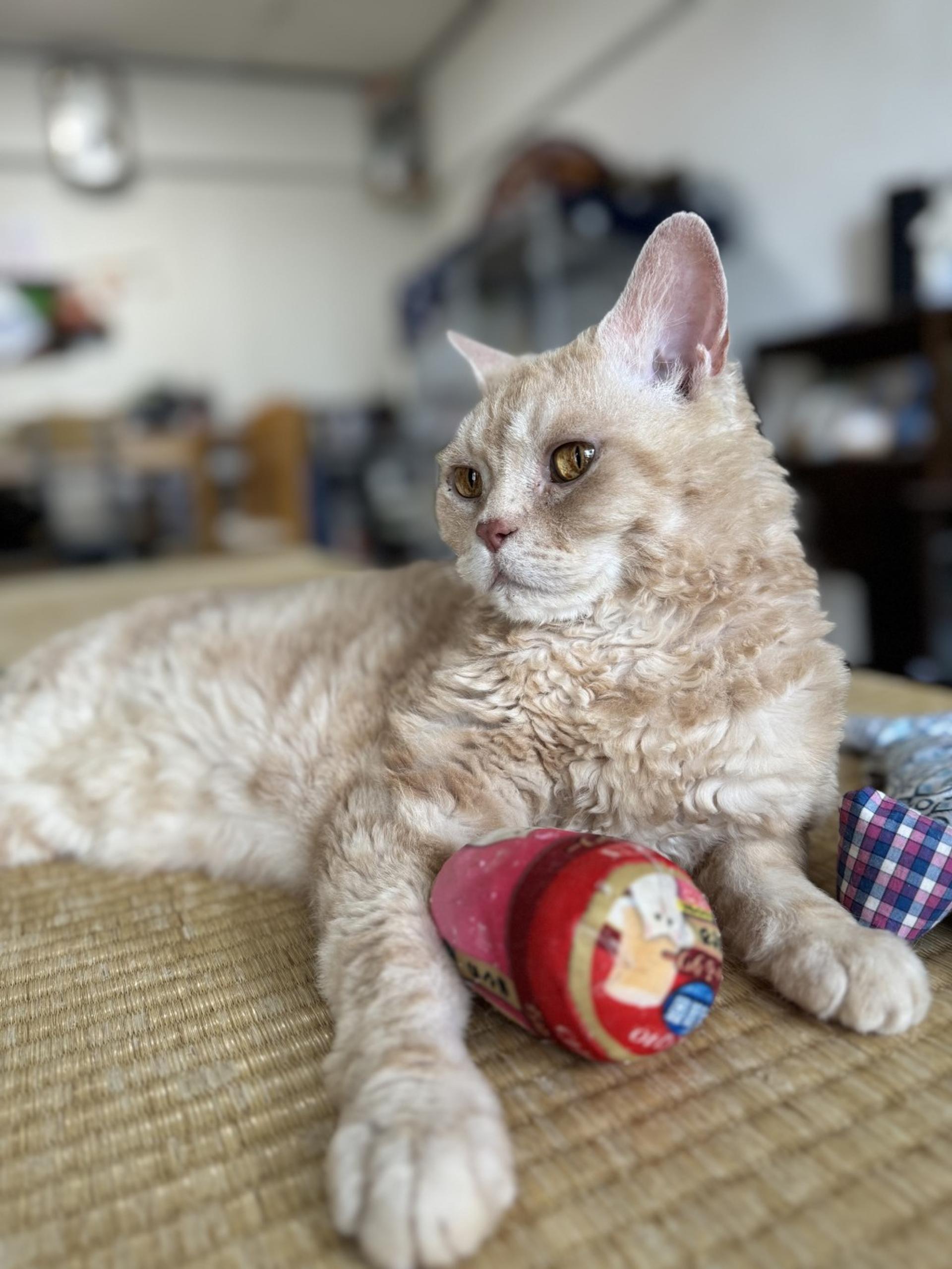 pet-image-6