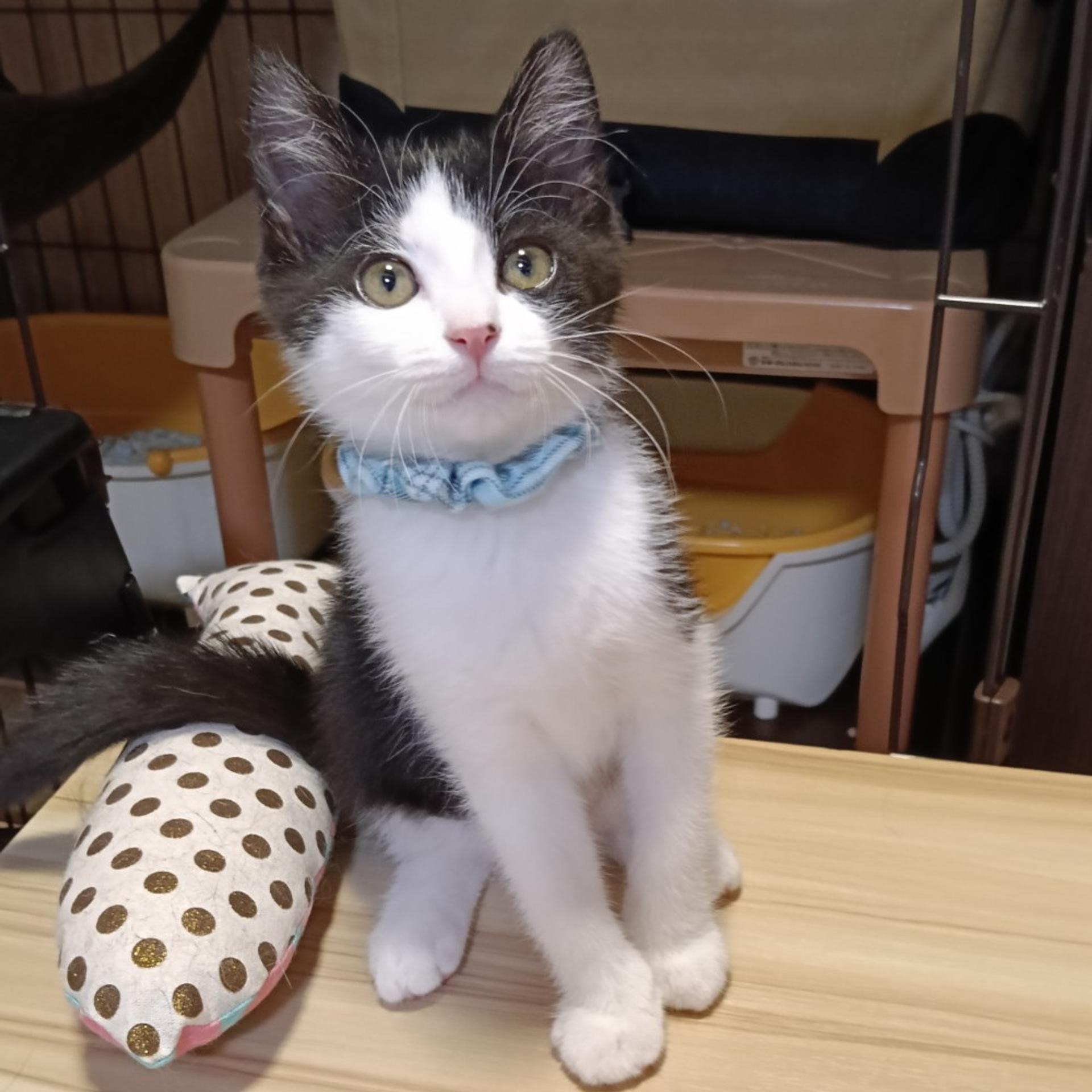 pet-image-2