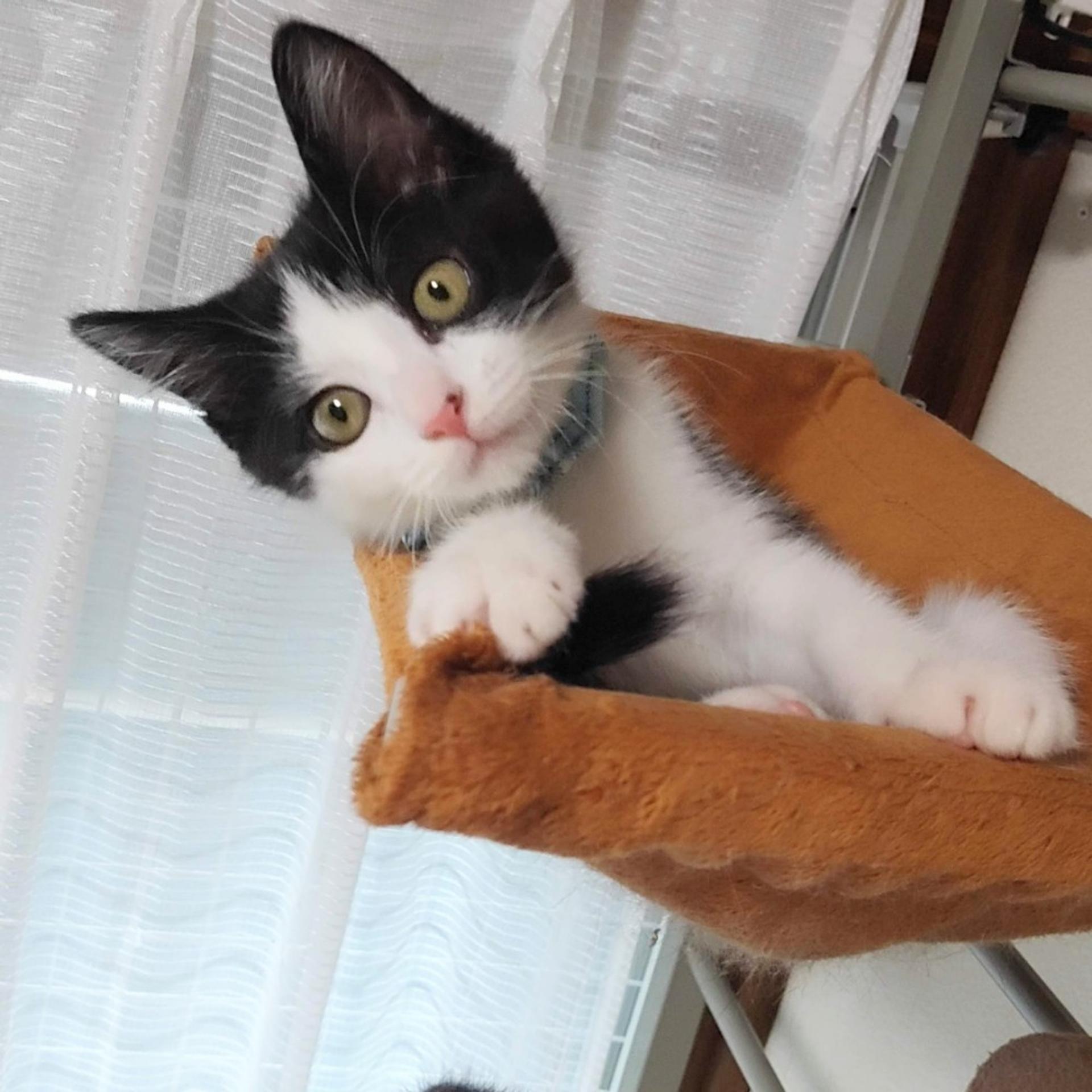 pet-image-6