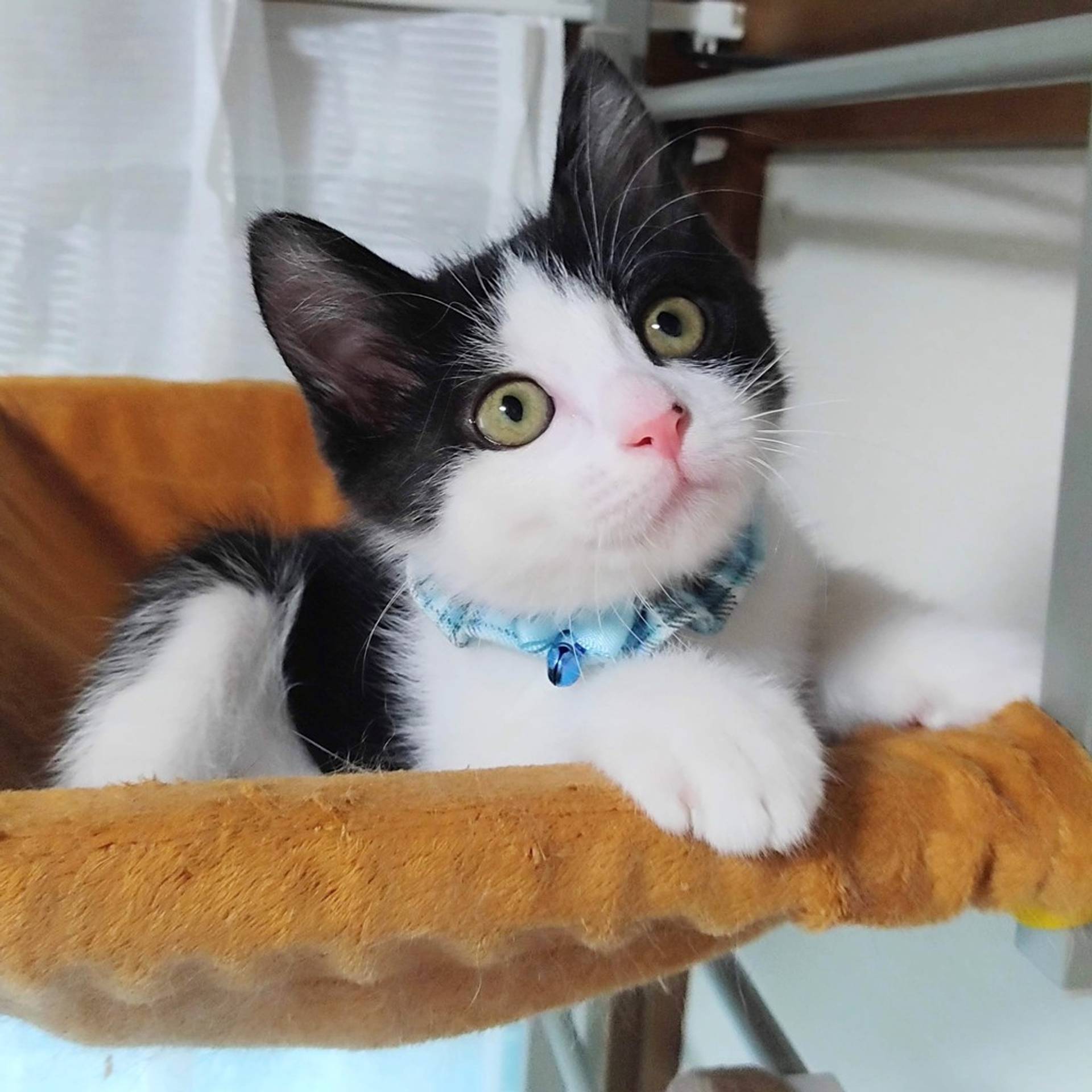 雑種（ミックス猫）・メスの里親募集の写真
