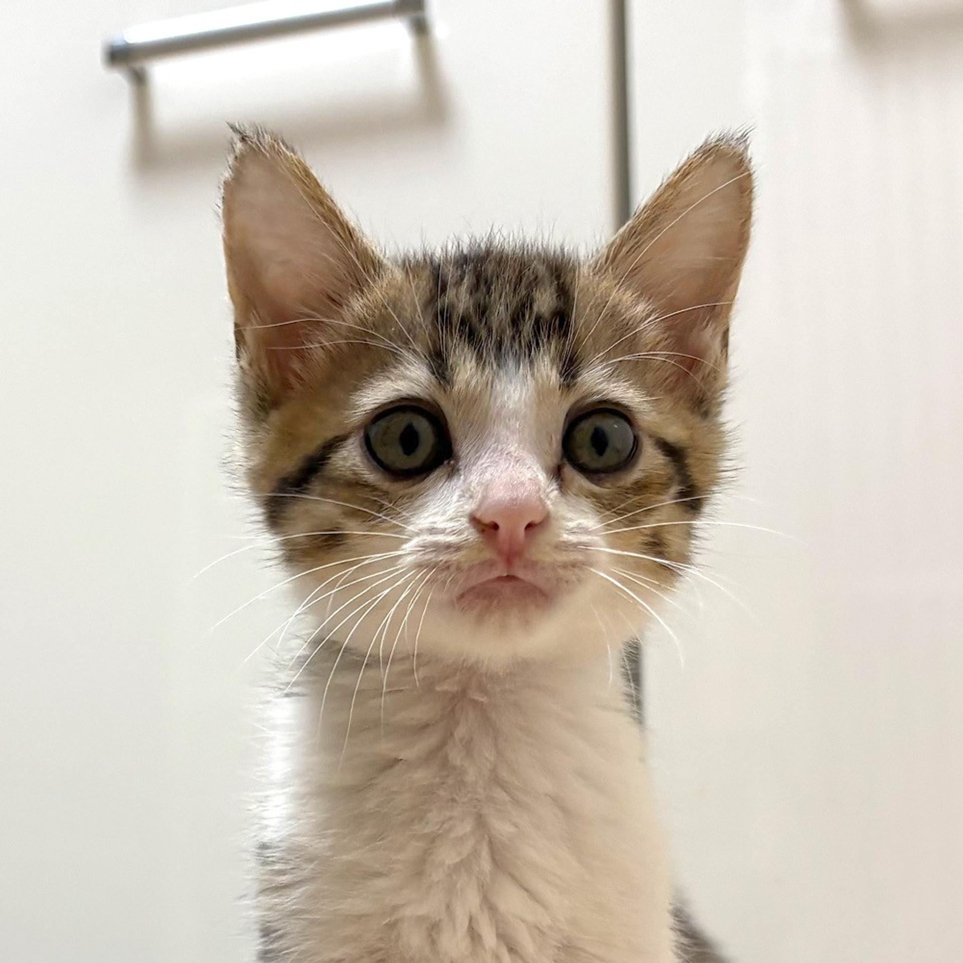 pet-image-2