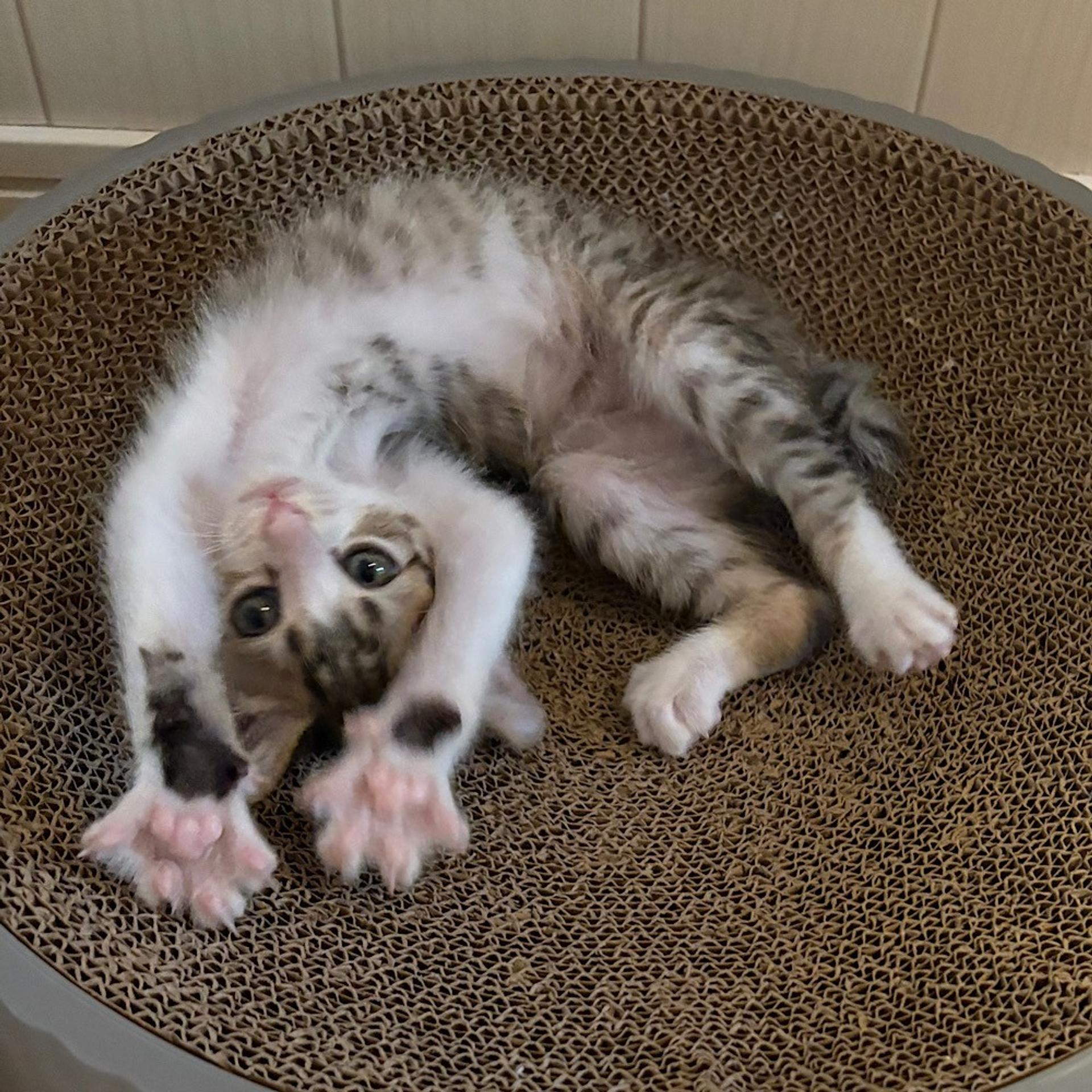 pet-image-3