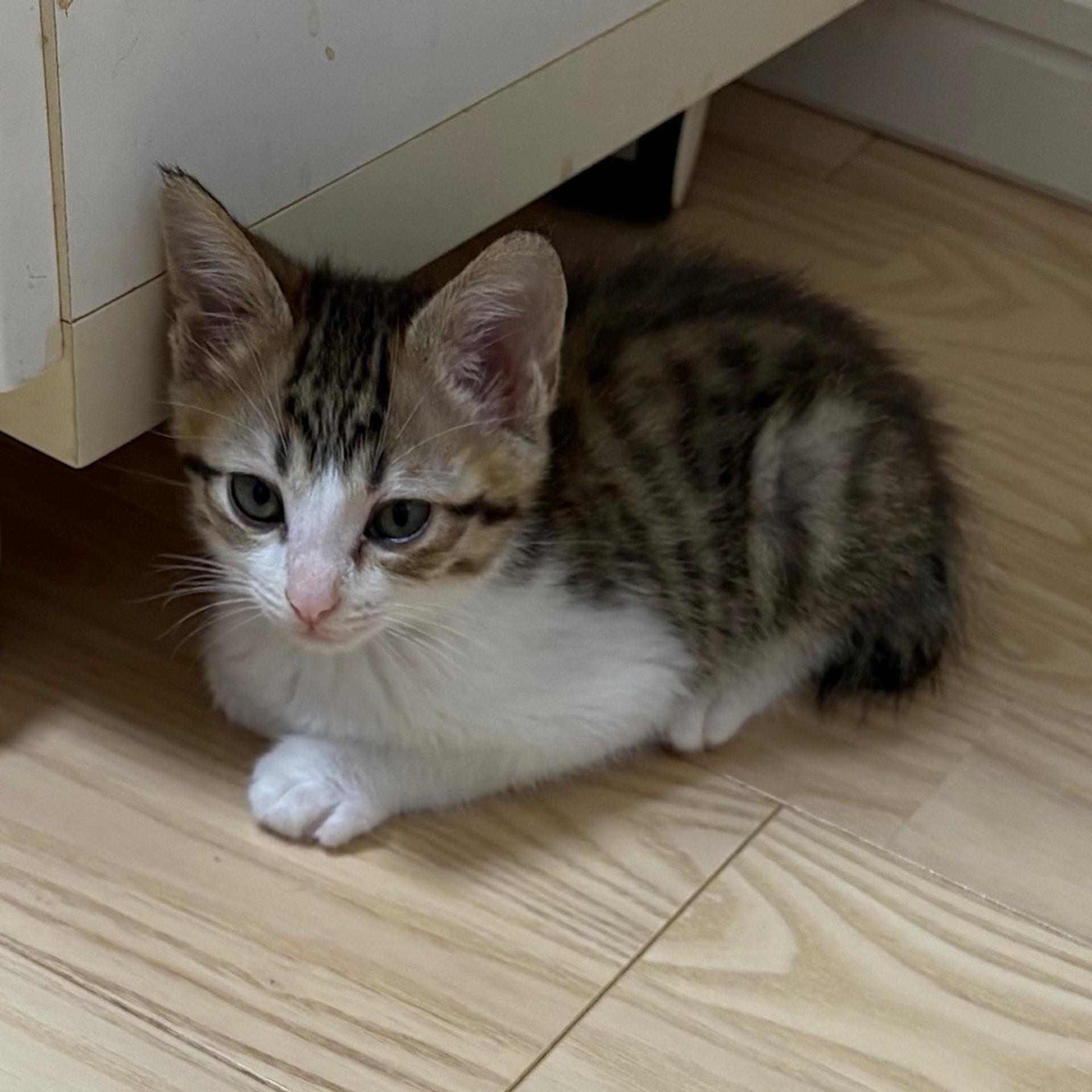 pet-image-4
