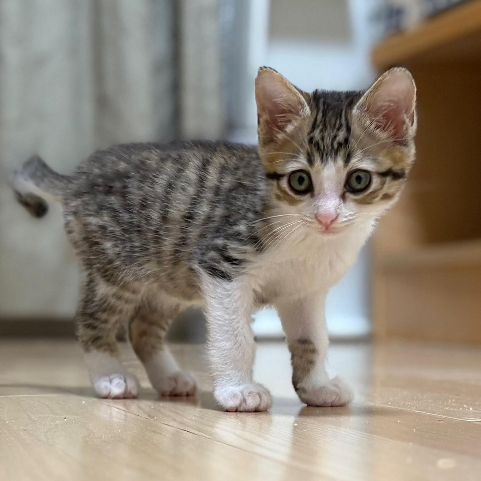 pet-image-5