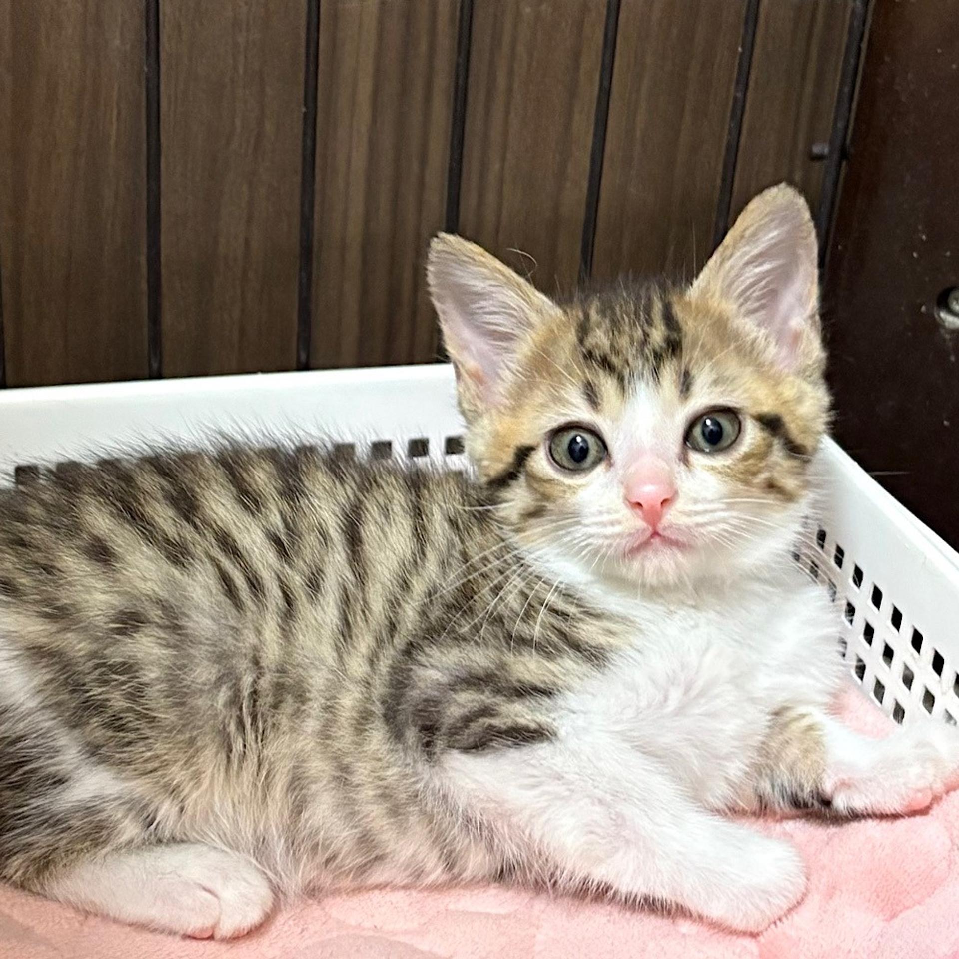 pet-image-6