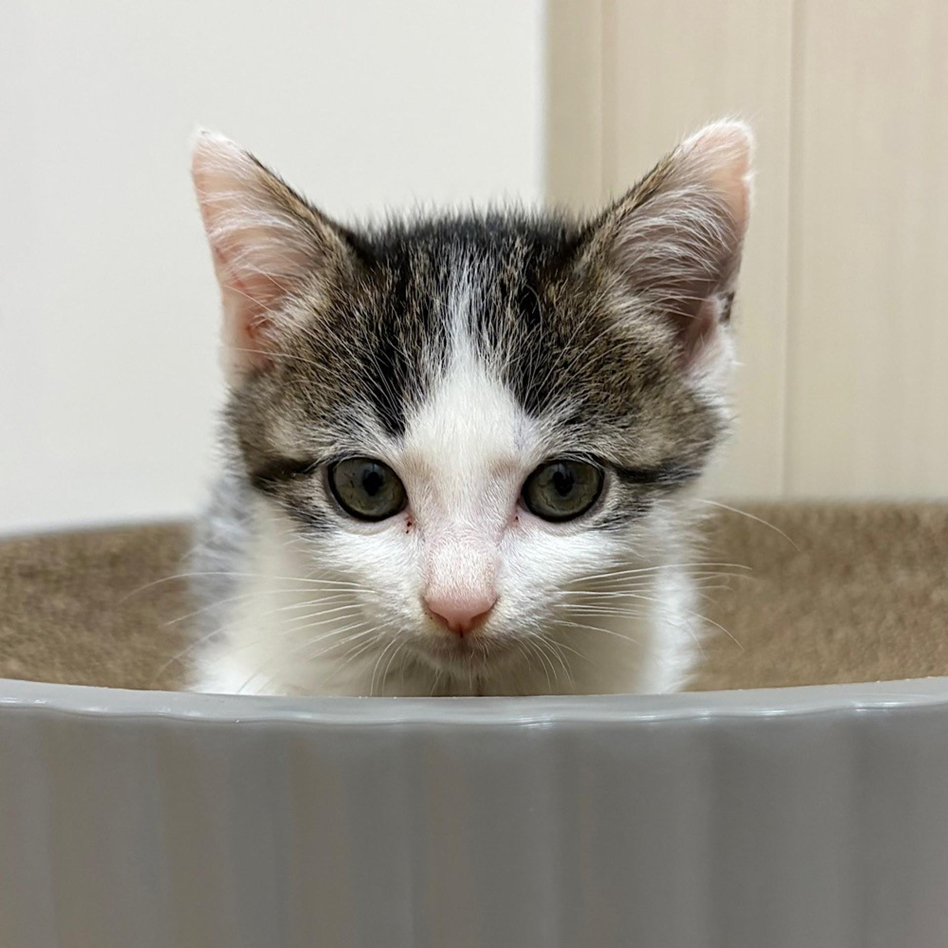 pet-image-3