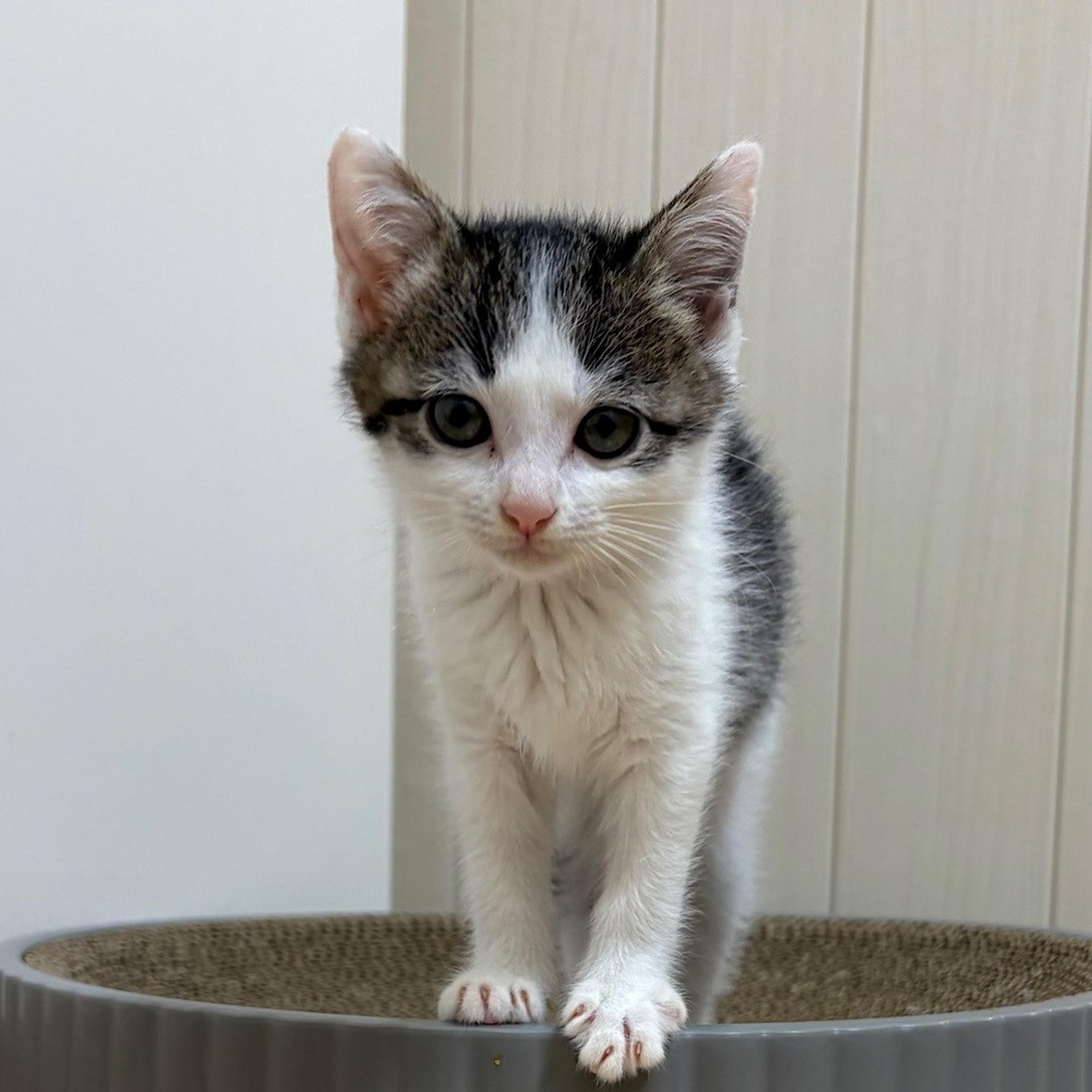 pet-image-4