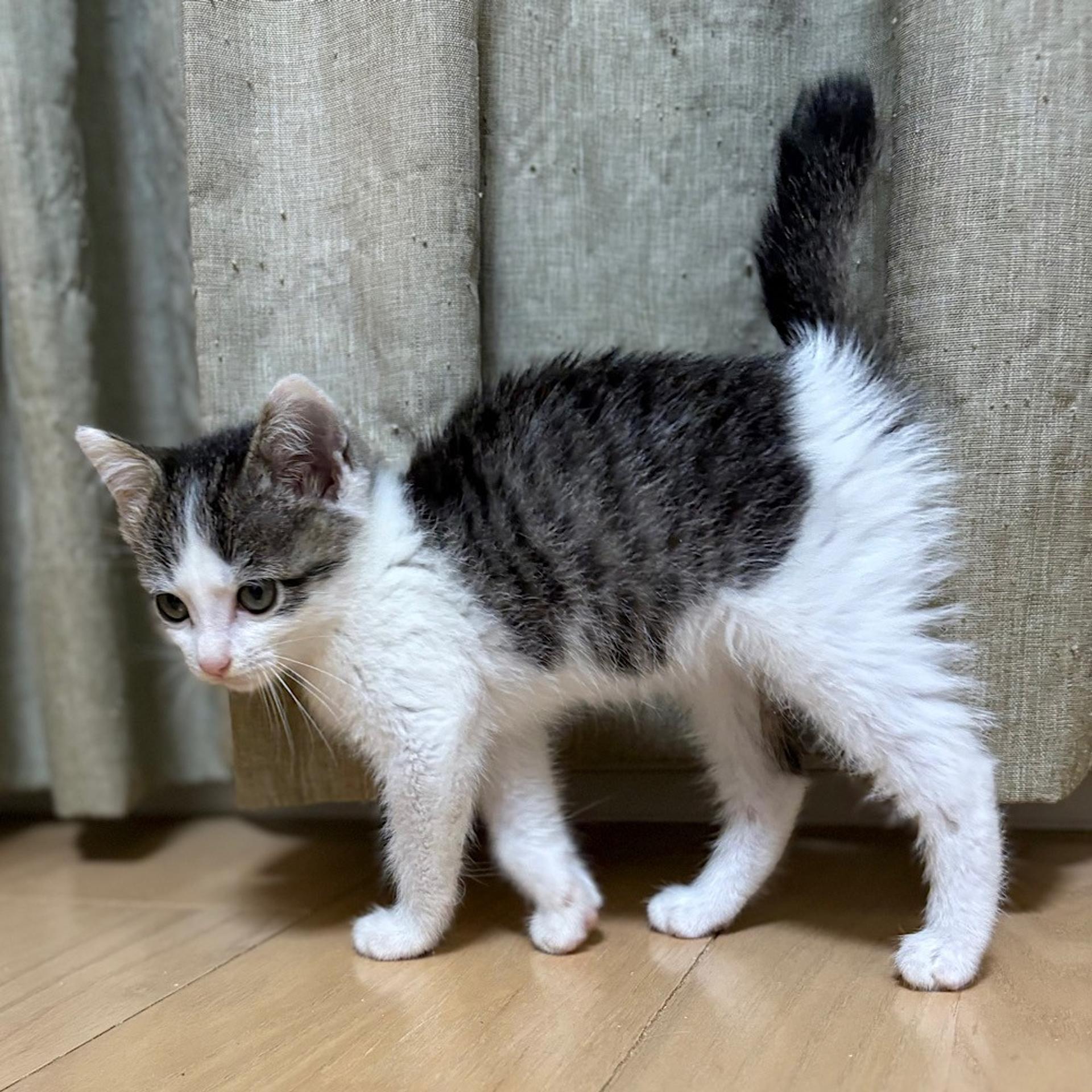 pet-image-6