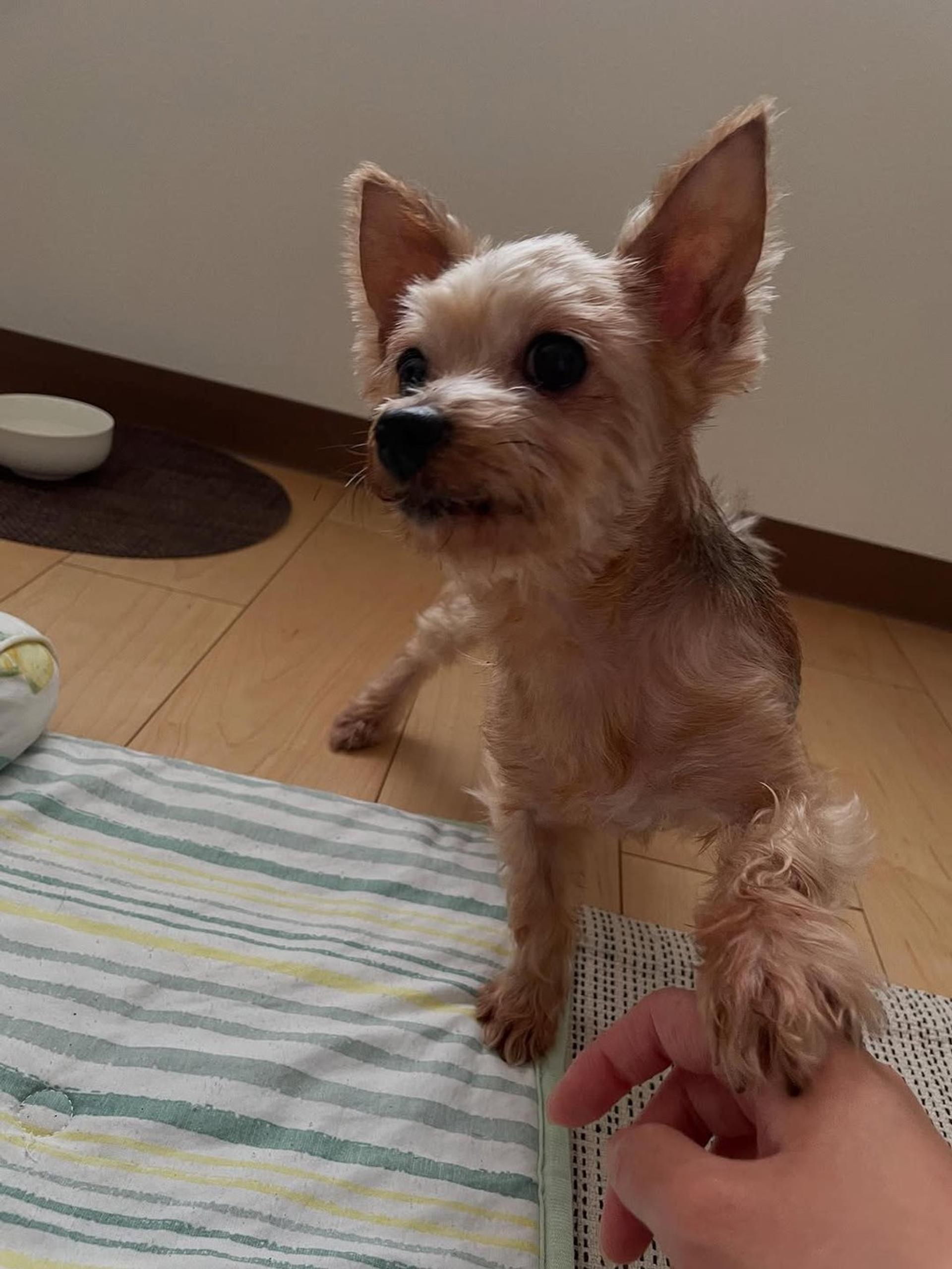 pet-image-2