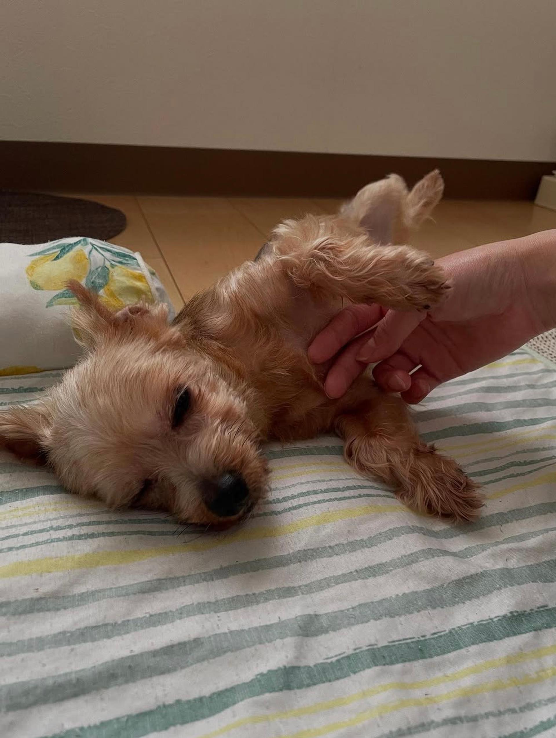 pet-image-3