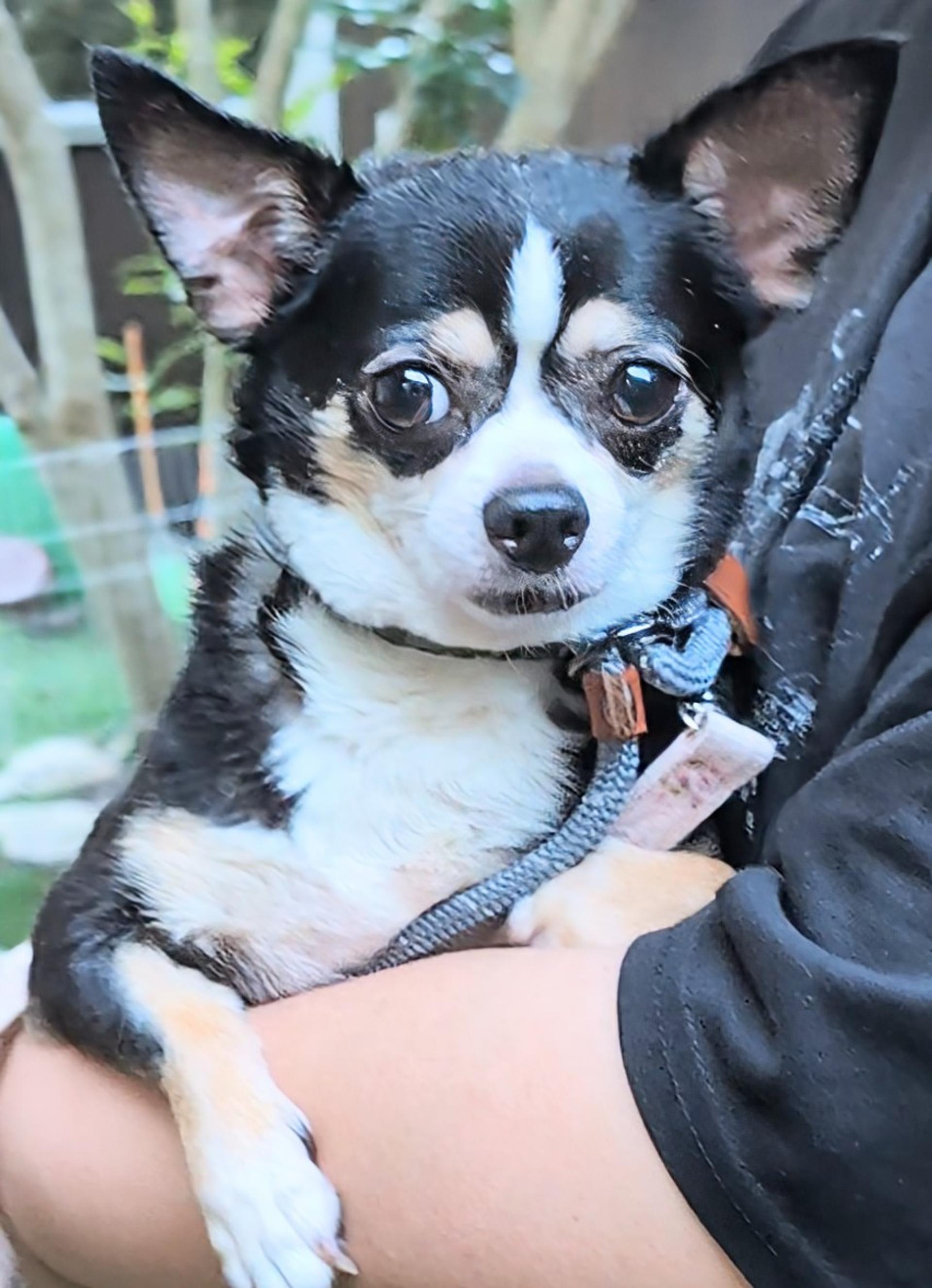 pet-image-2