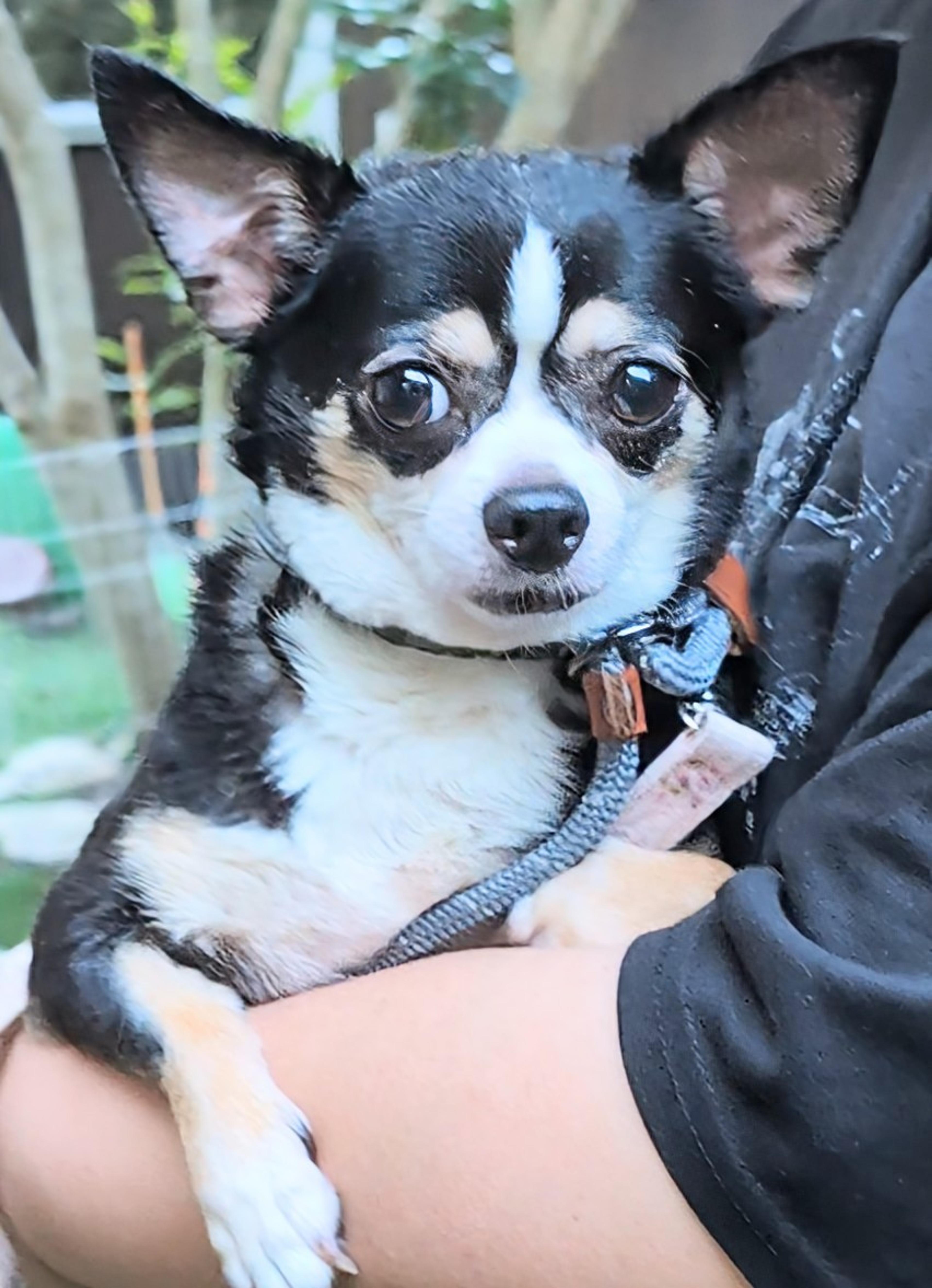 pet-image-2