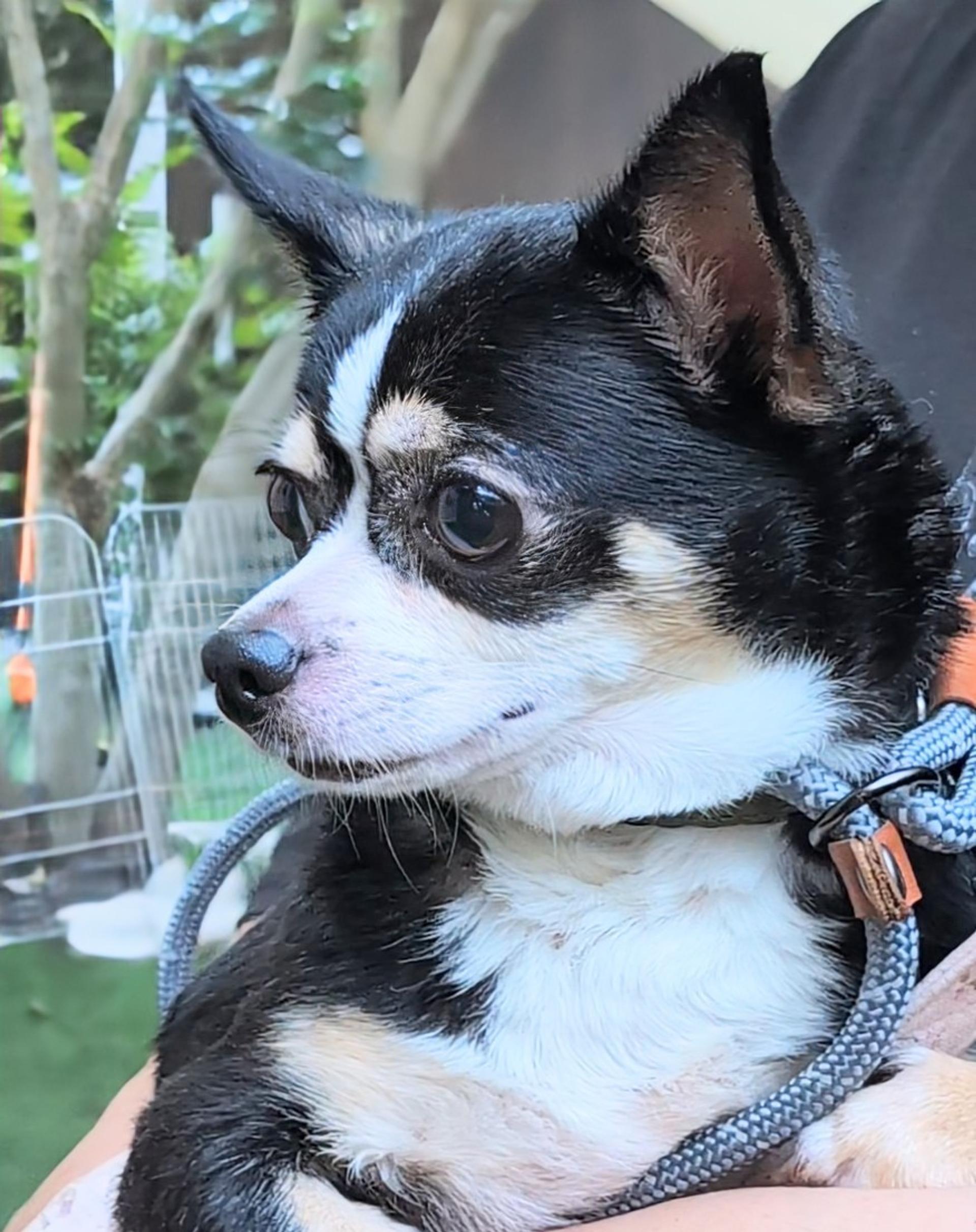 pet-image-3