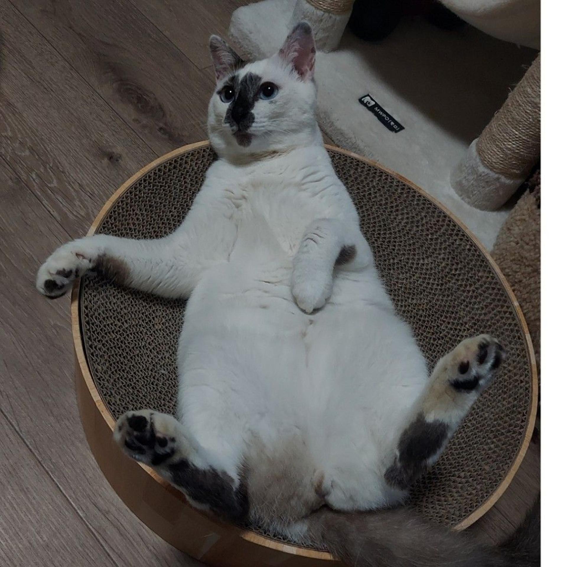 pet-image-2