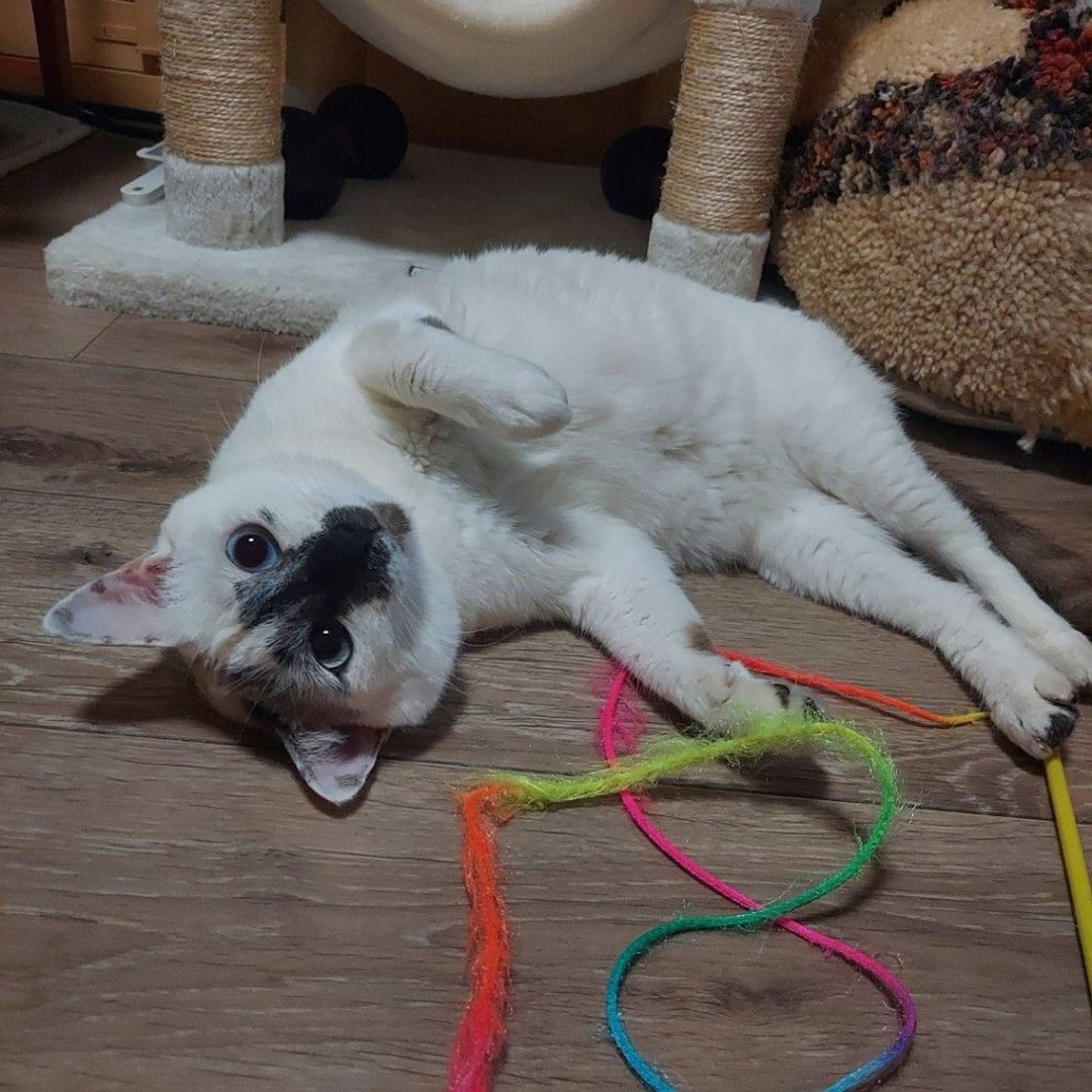 雑種（ミックス猫）・メスの里親募集の写真