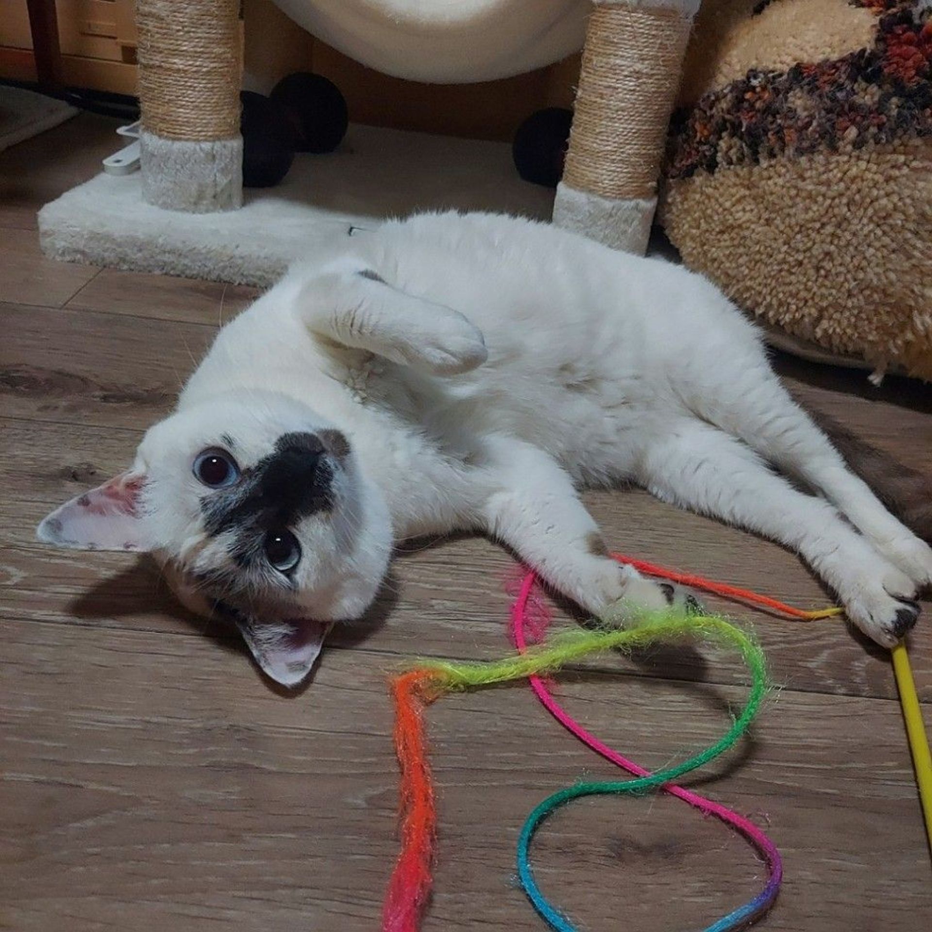 雑種（ミックス猫）・メスの里親募集の写真