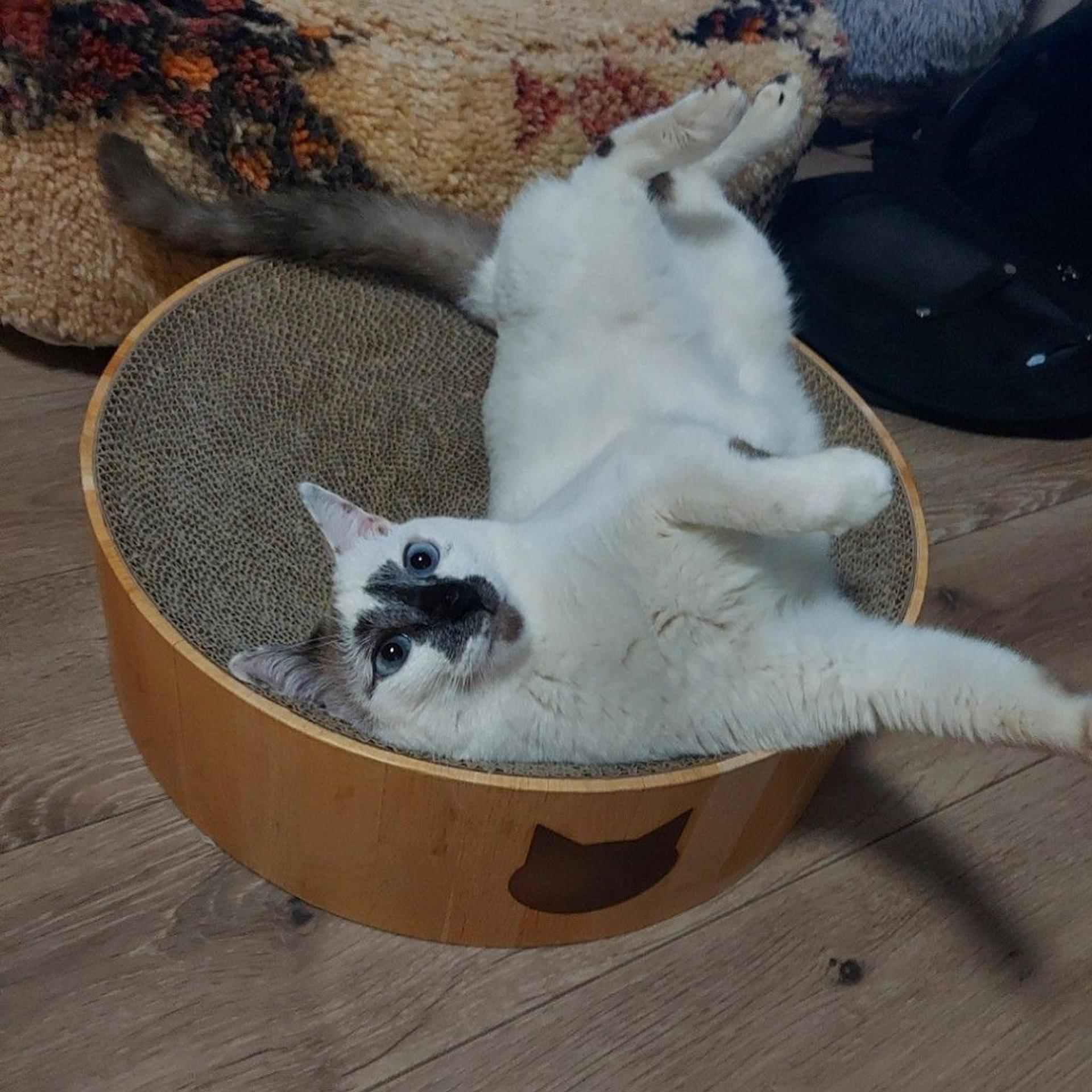 pet-image-3