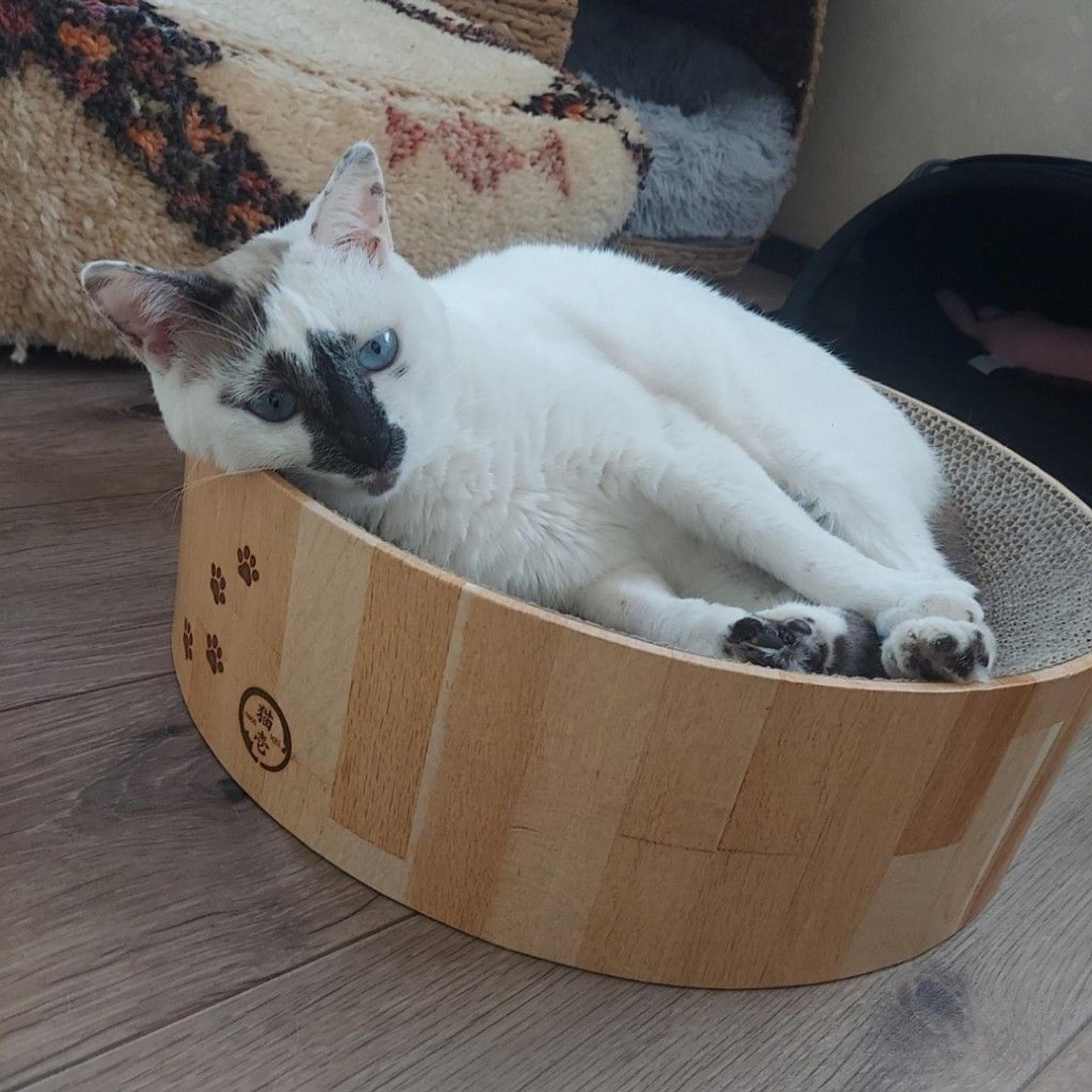 pet-image-6