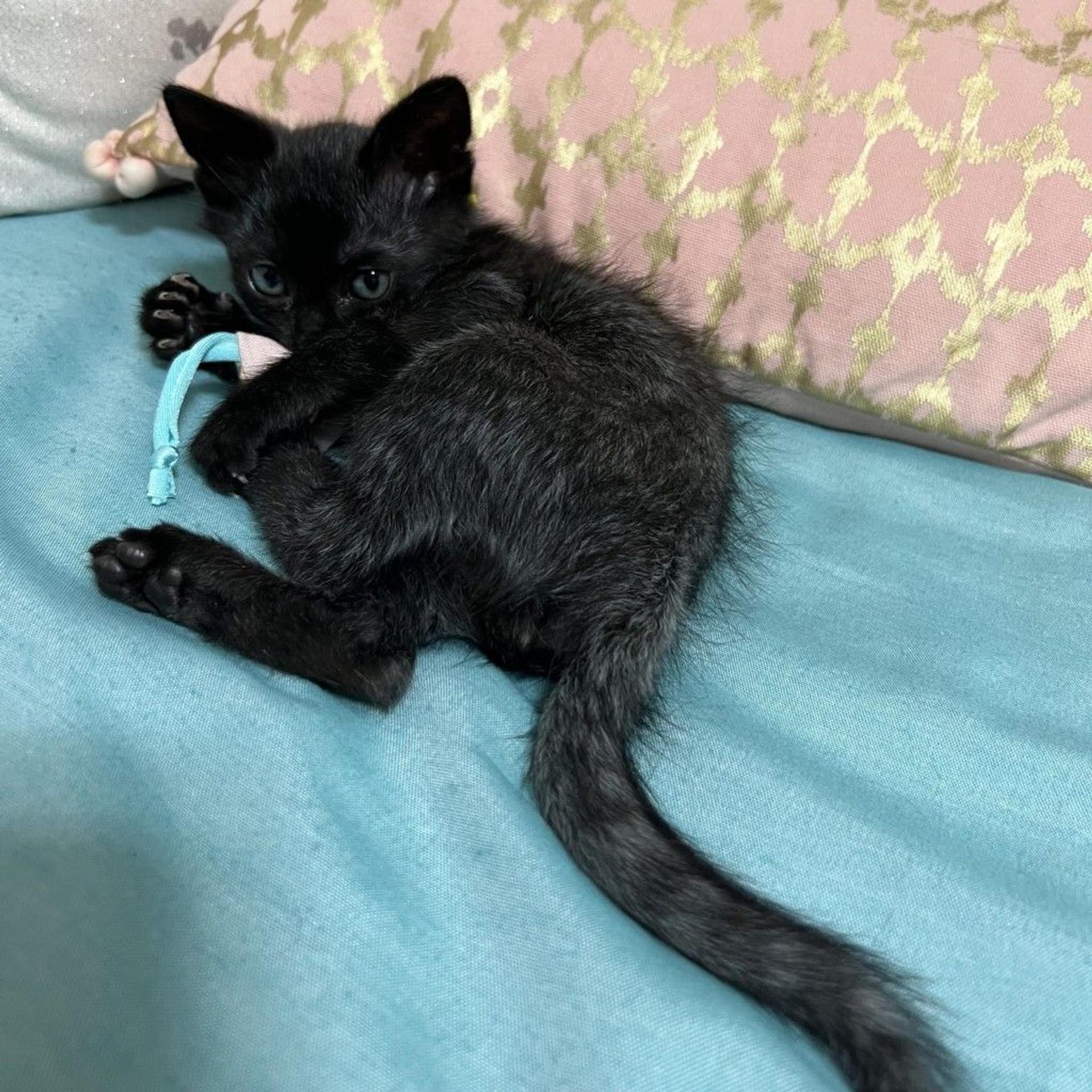 pet-image-3