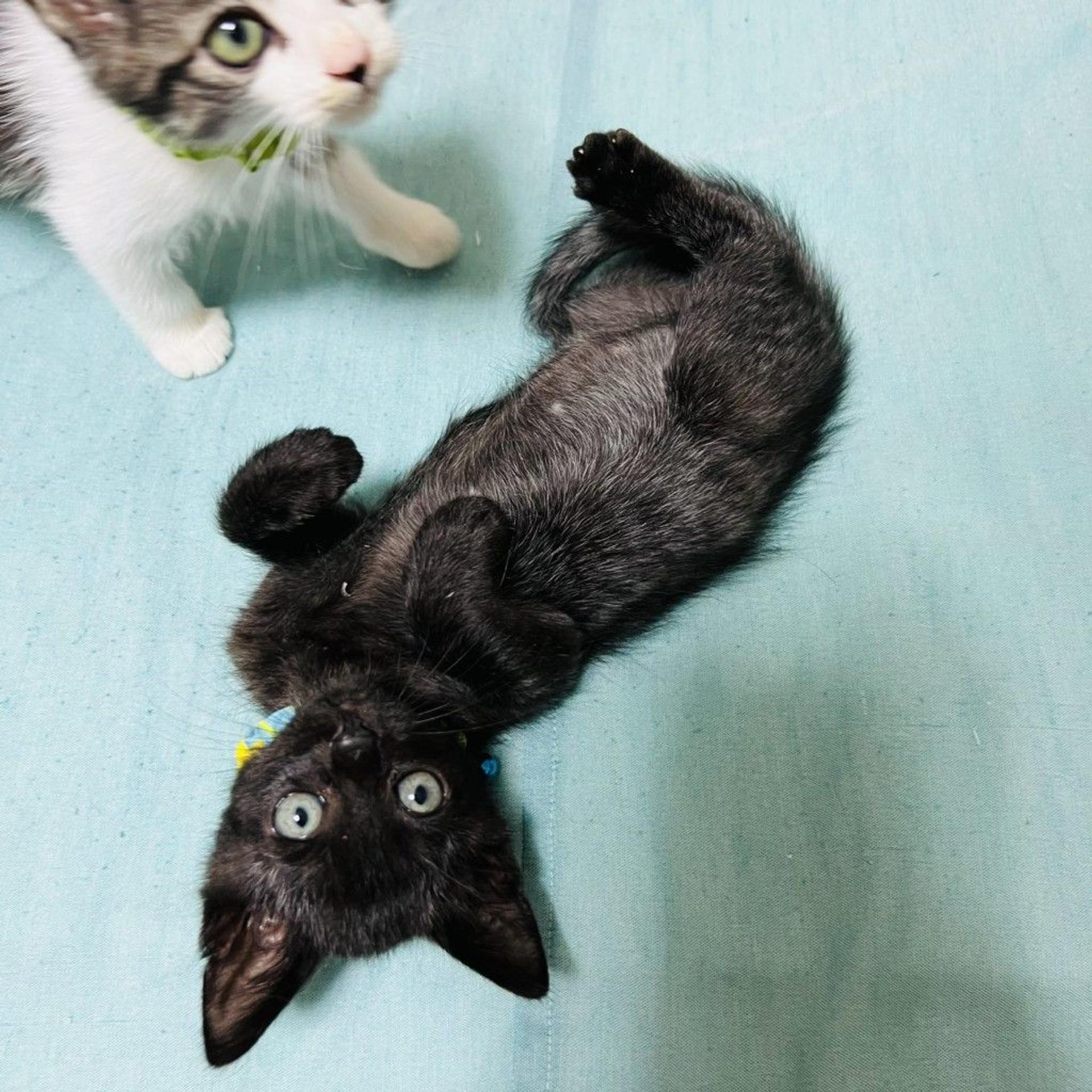 pet-image-4