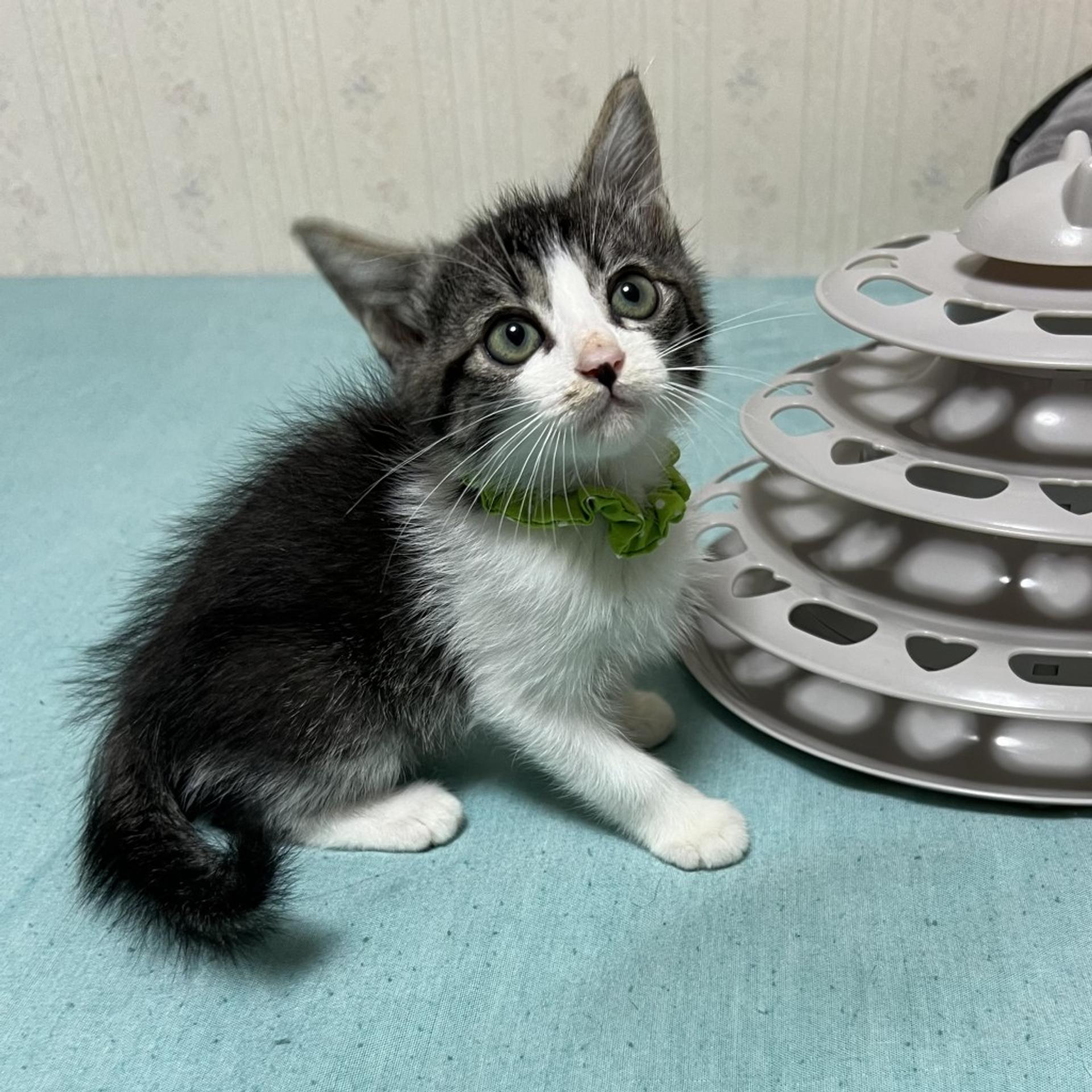 pet-image-4