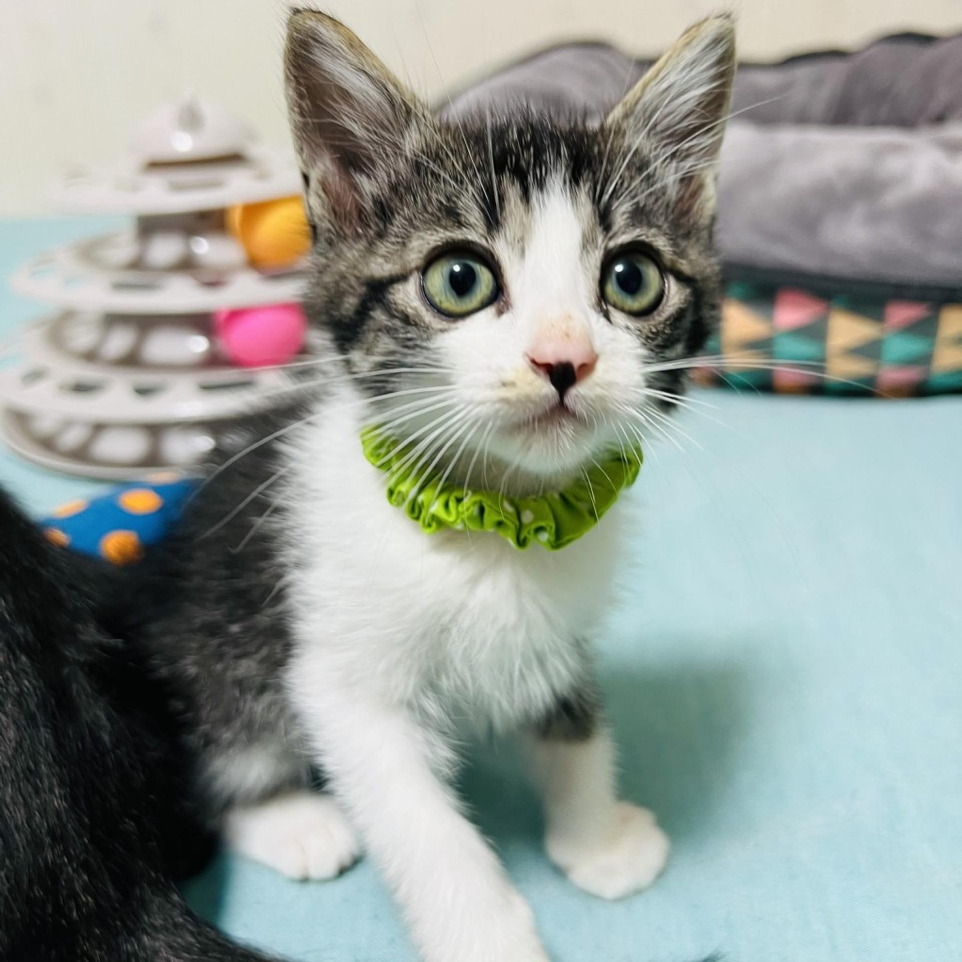 pet-image-5