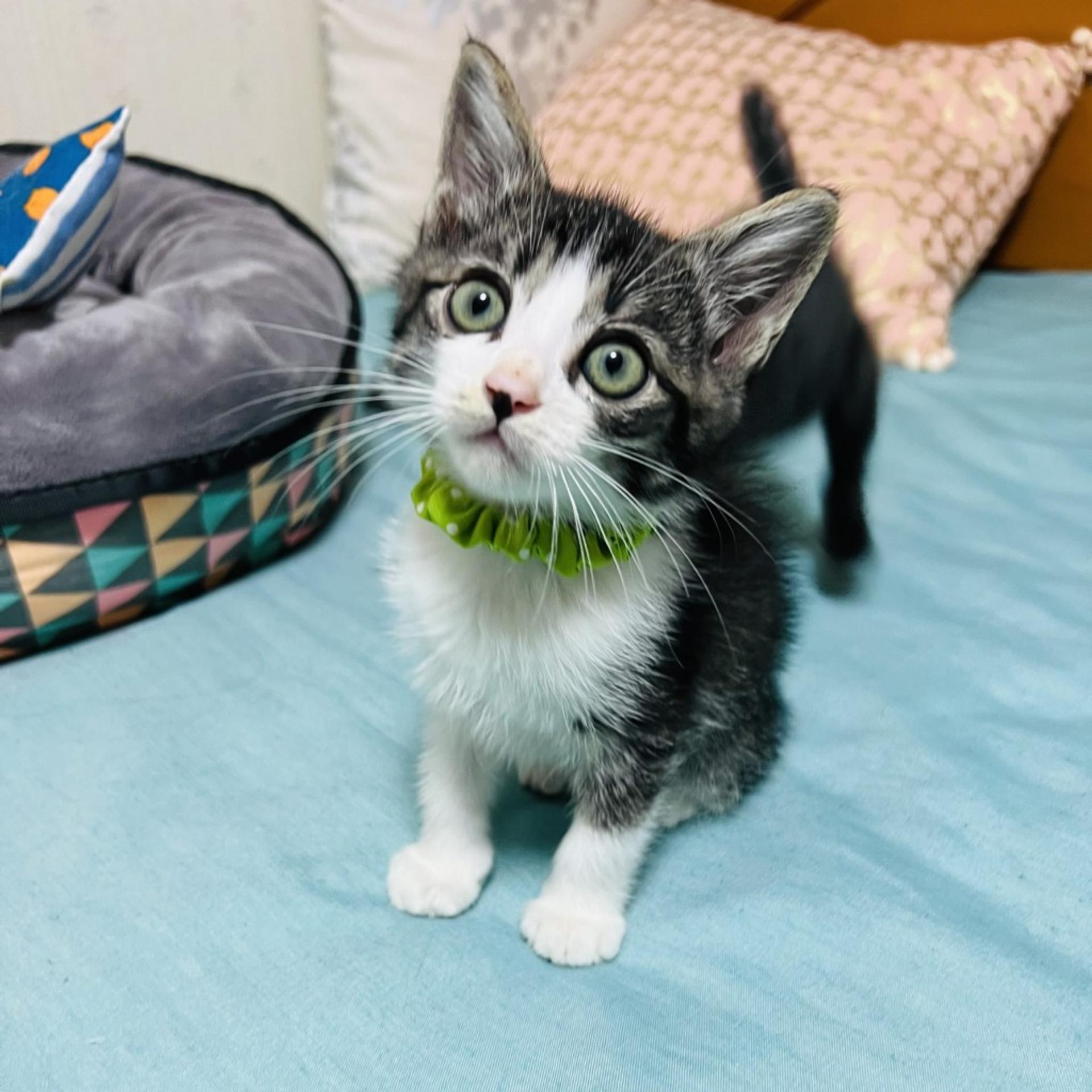 pet-image-3