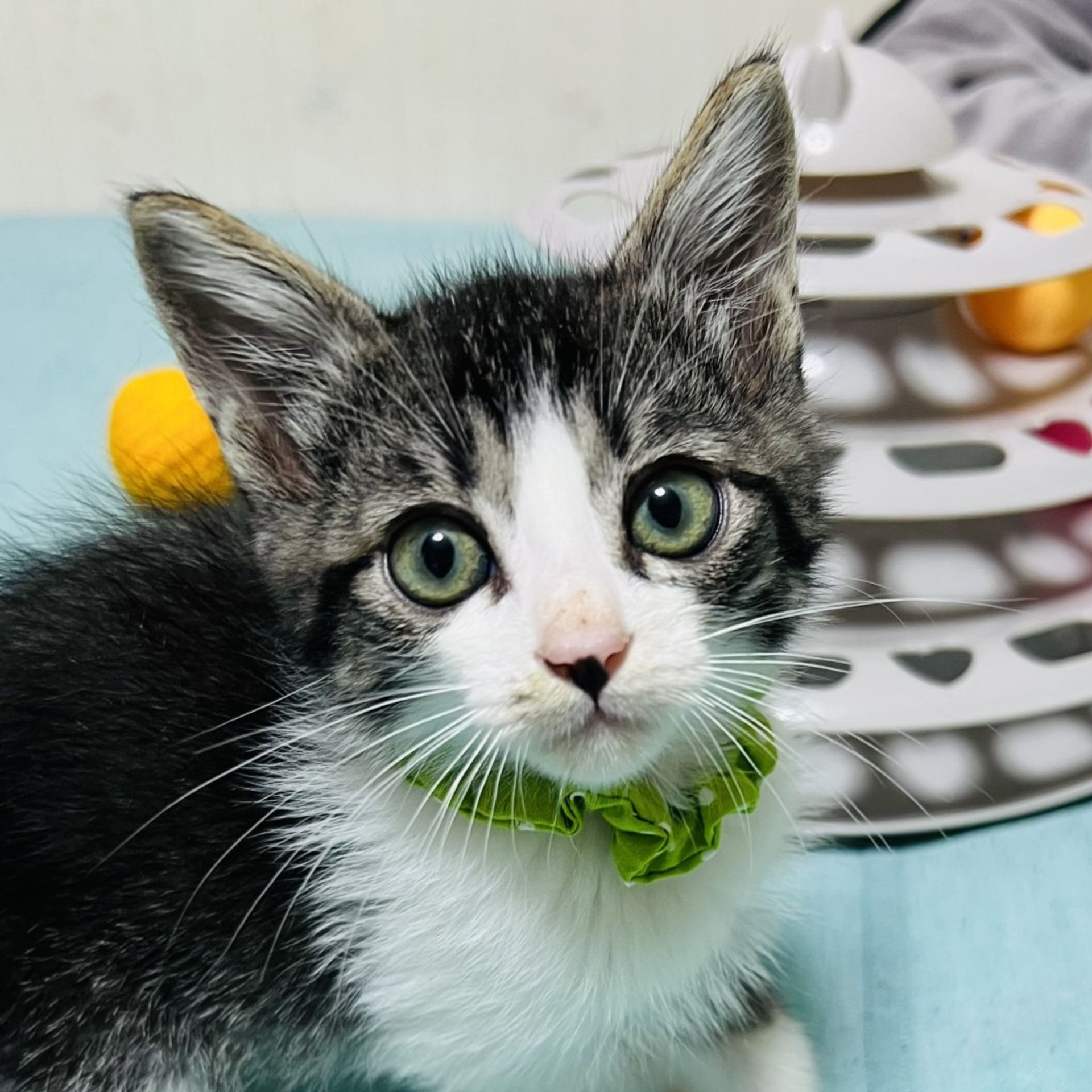 雑種（ミックス猫）・オスの里親募集の写真