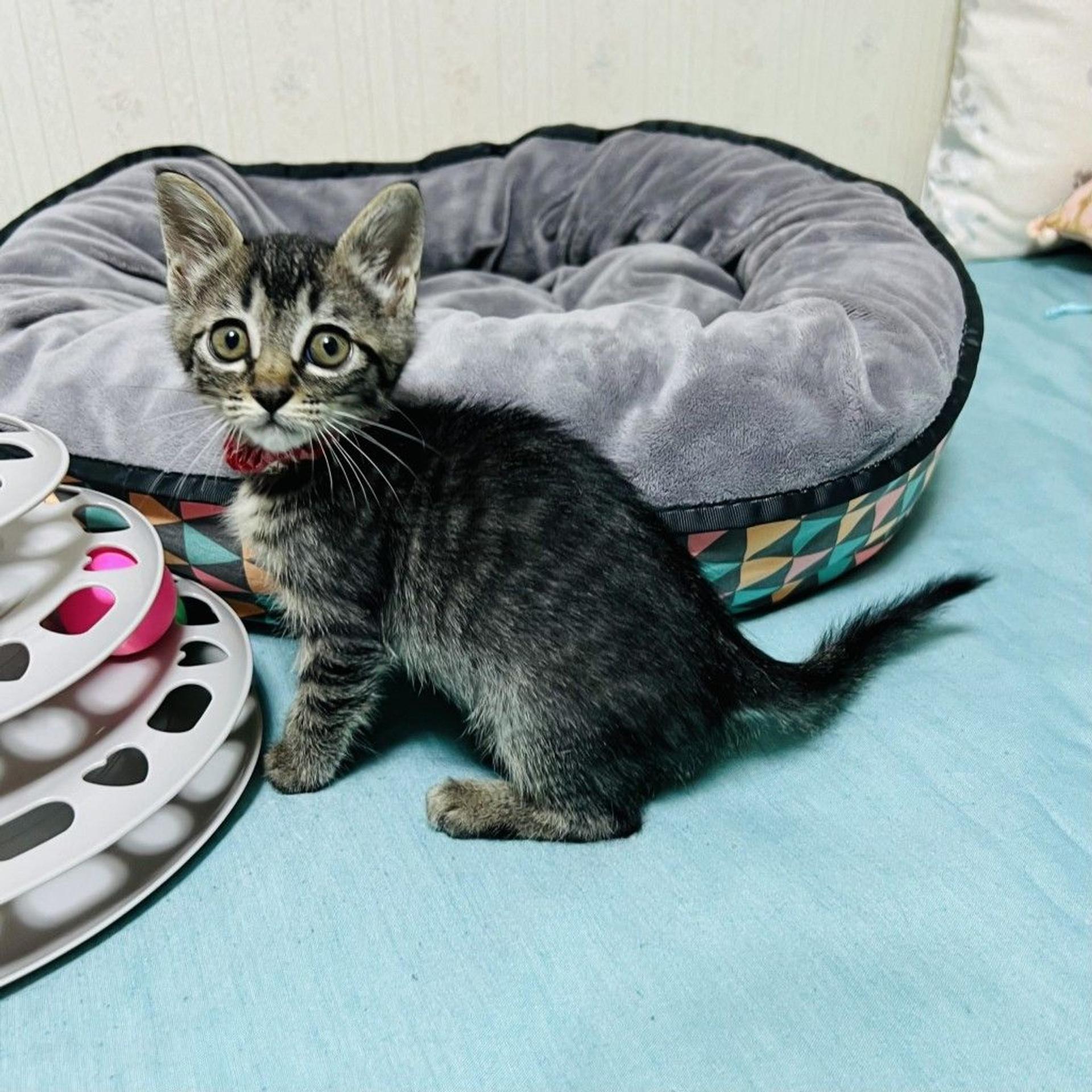 pet-image-4