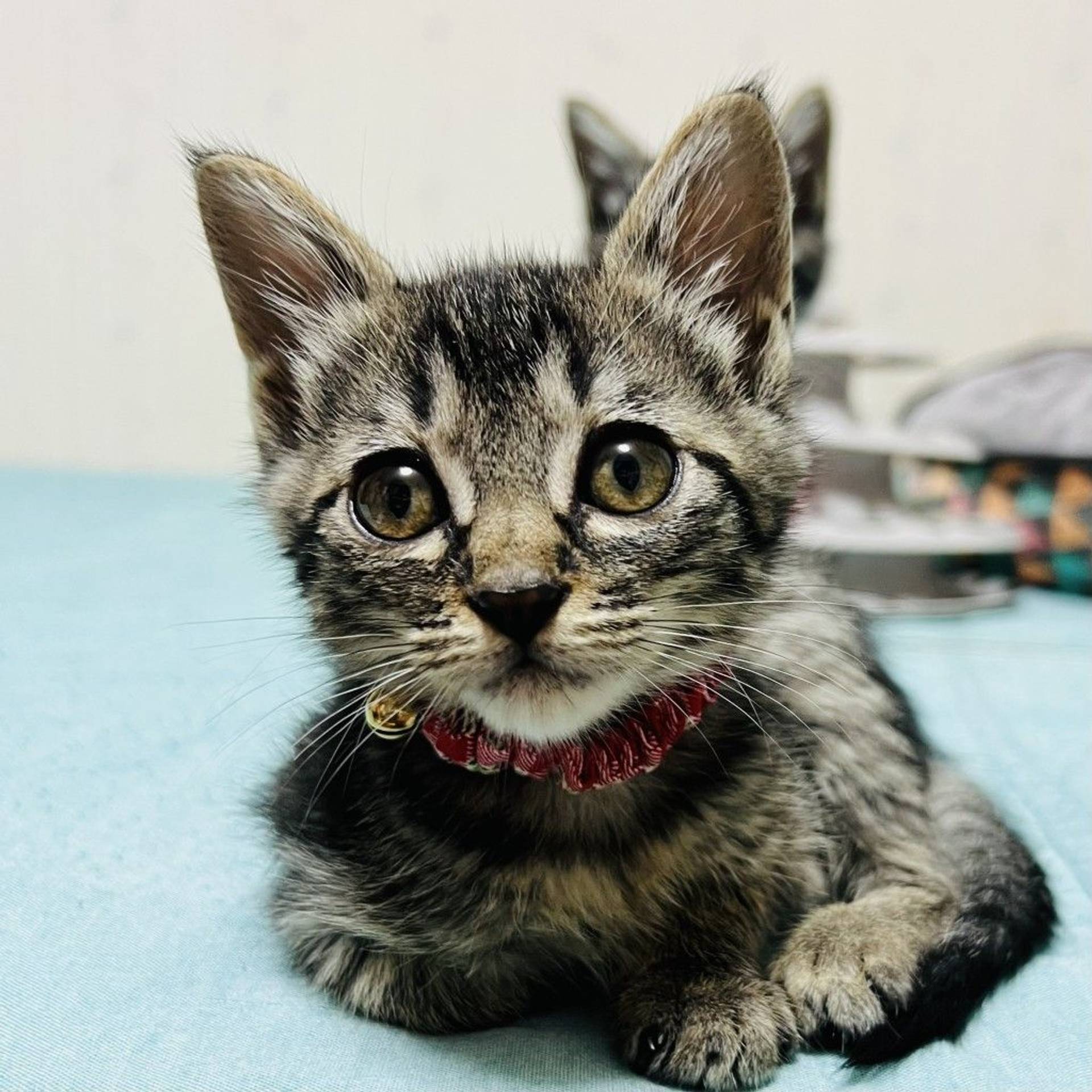 雑種（ミックス猫）・メスの里親募集の写真