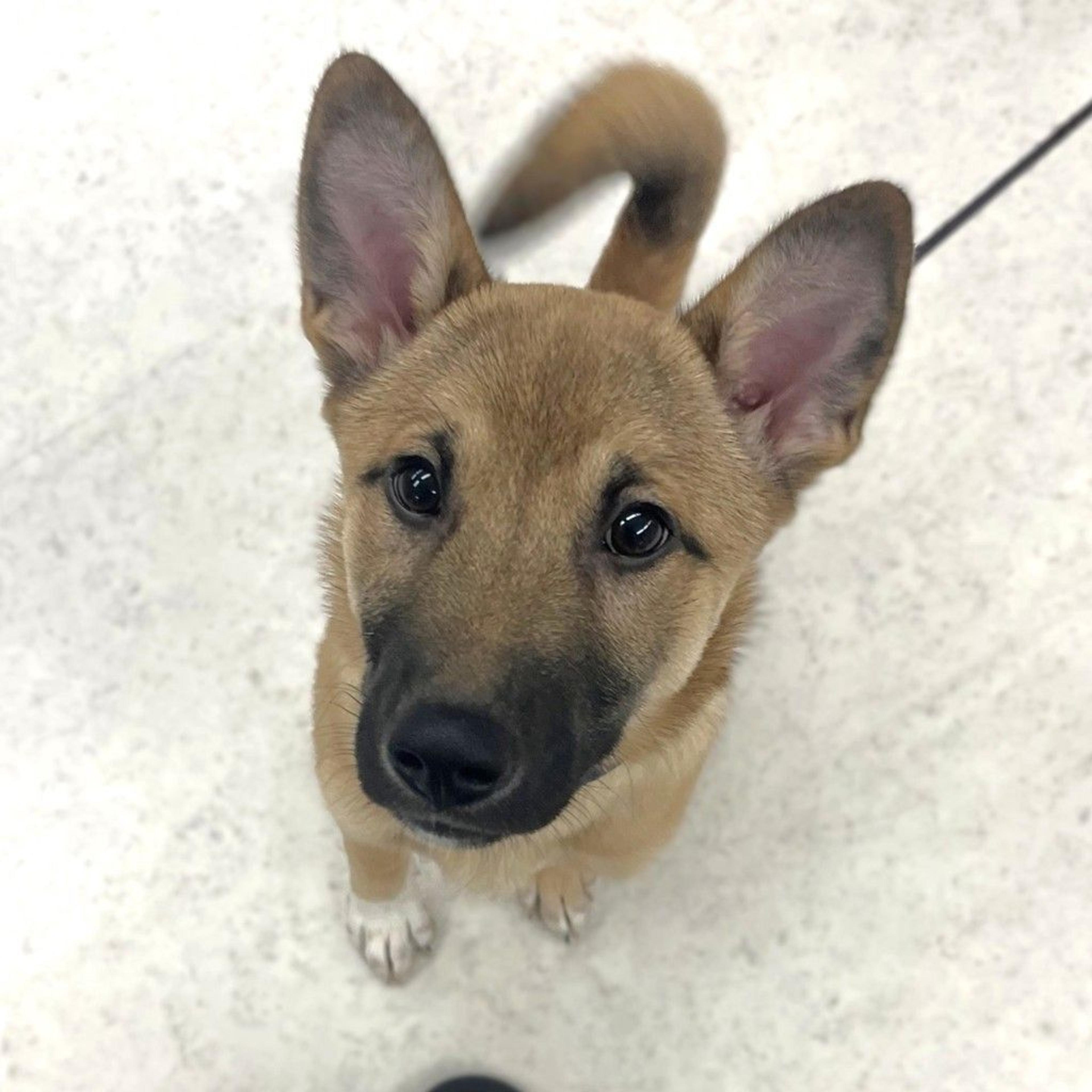 pet-image-2
