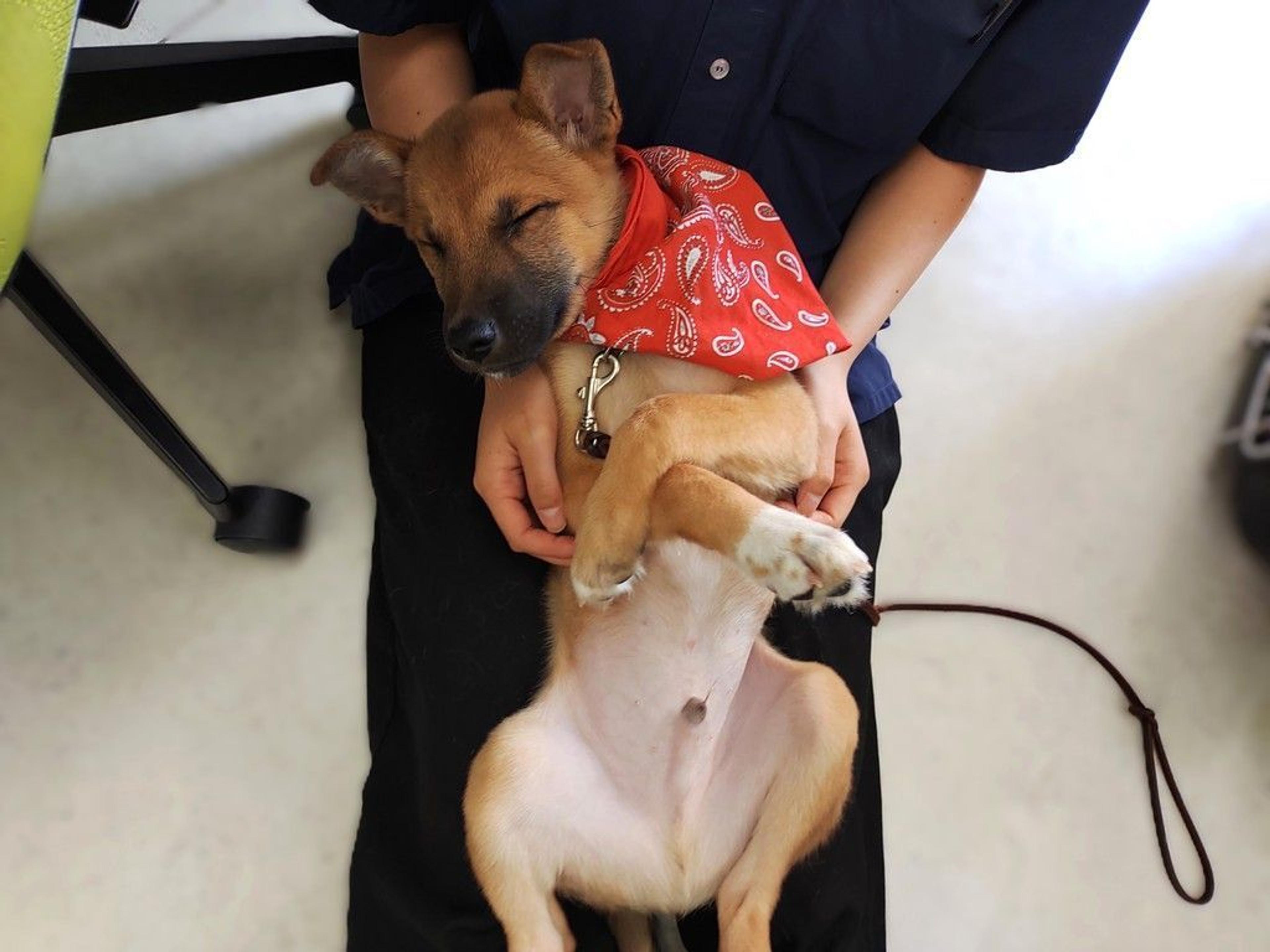 pet-image-5