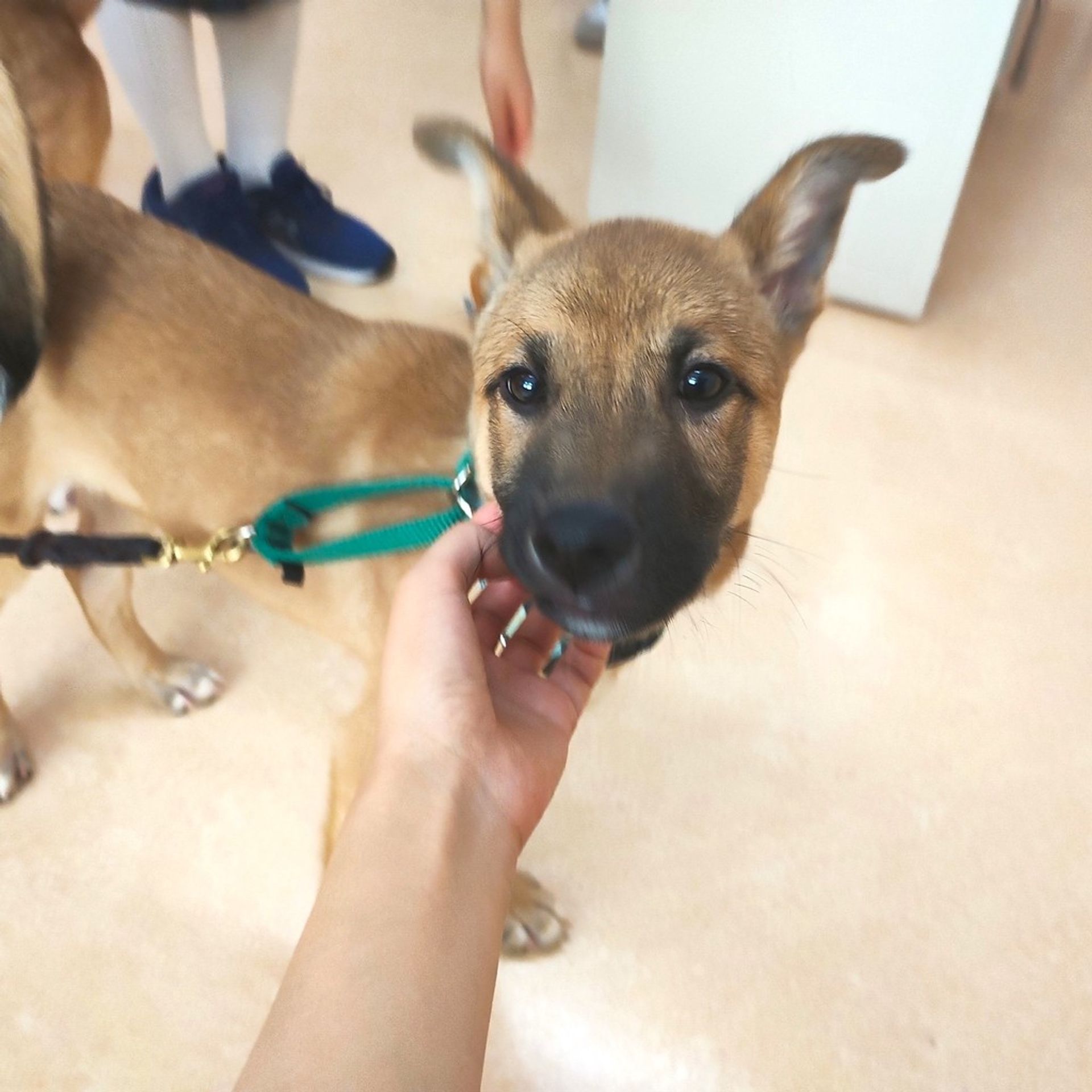 雑種（ミックス犬）・オスの里親募集の写真