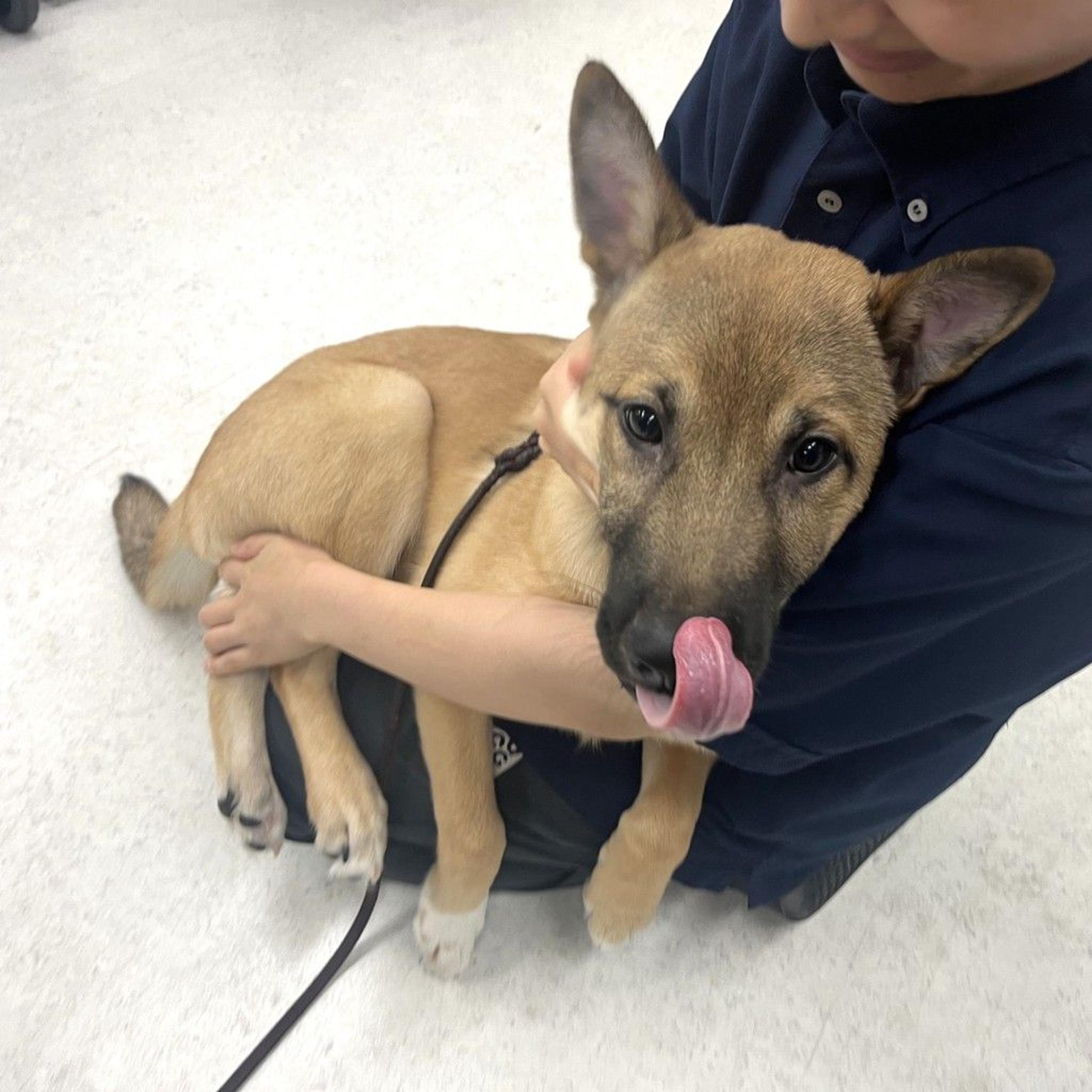 pet-image-4