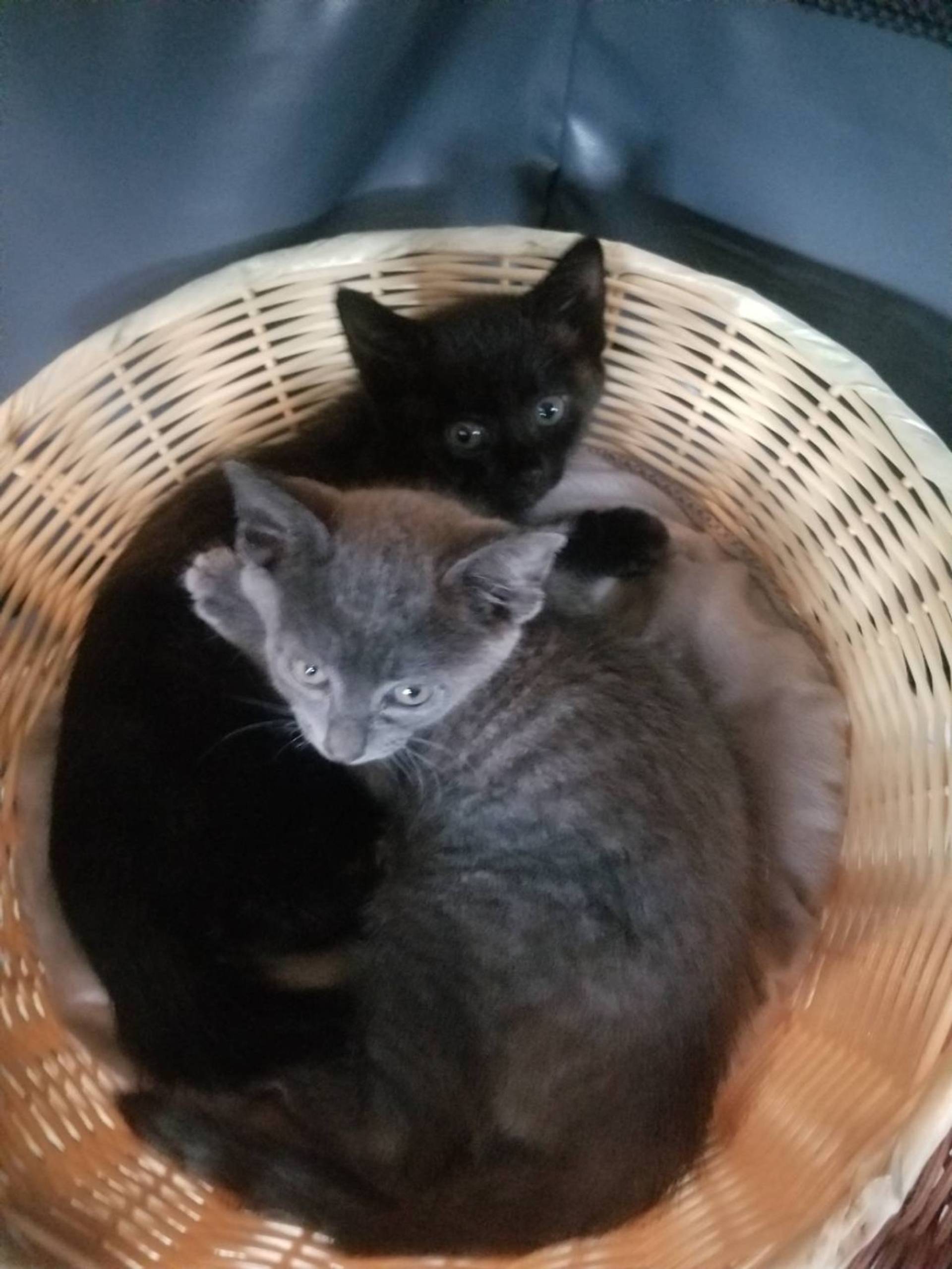 雑種（ミックス猫）・オスの里親募集の写真