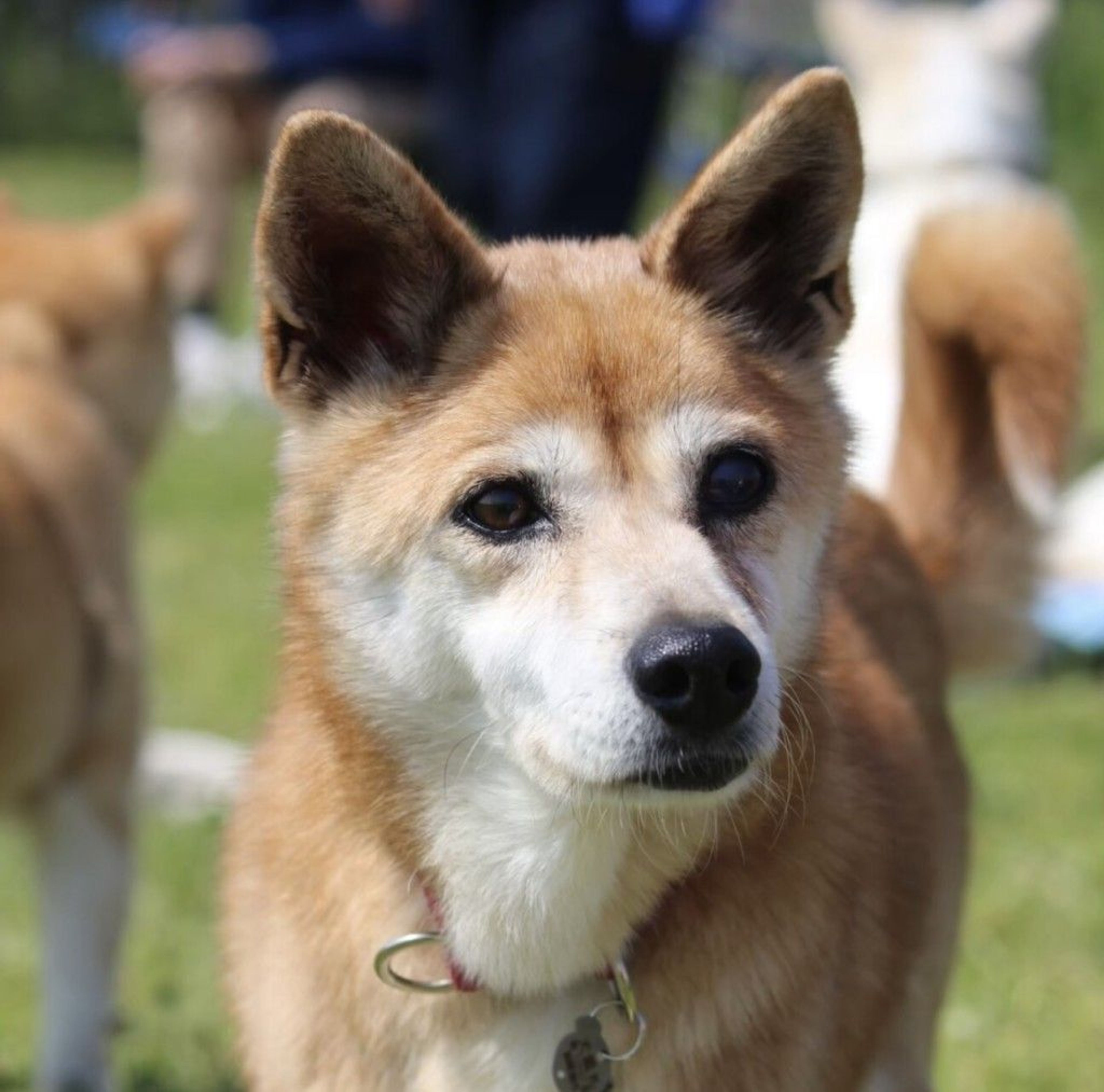雑種（ミックス犬）・メスの里親募集の写真