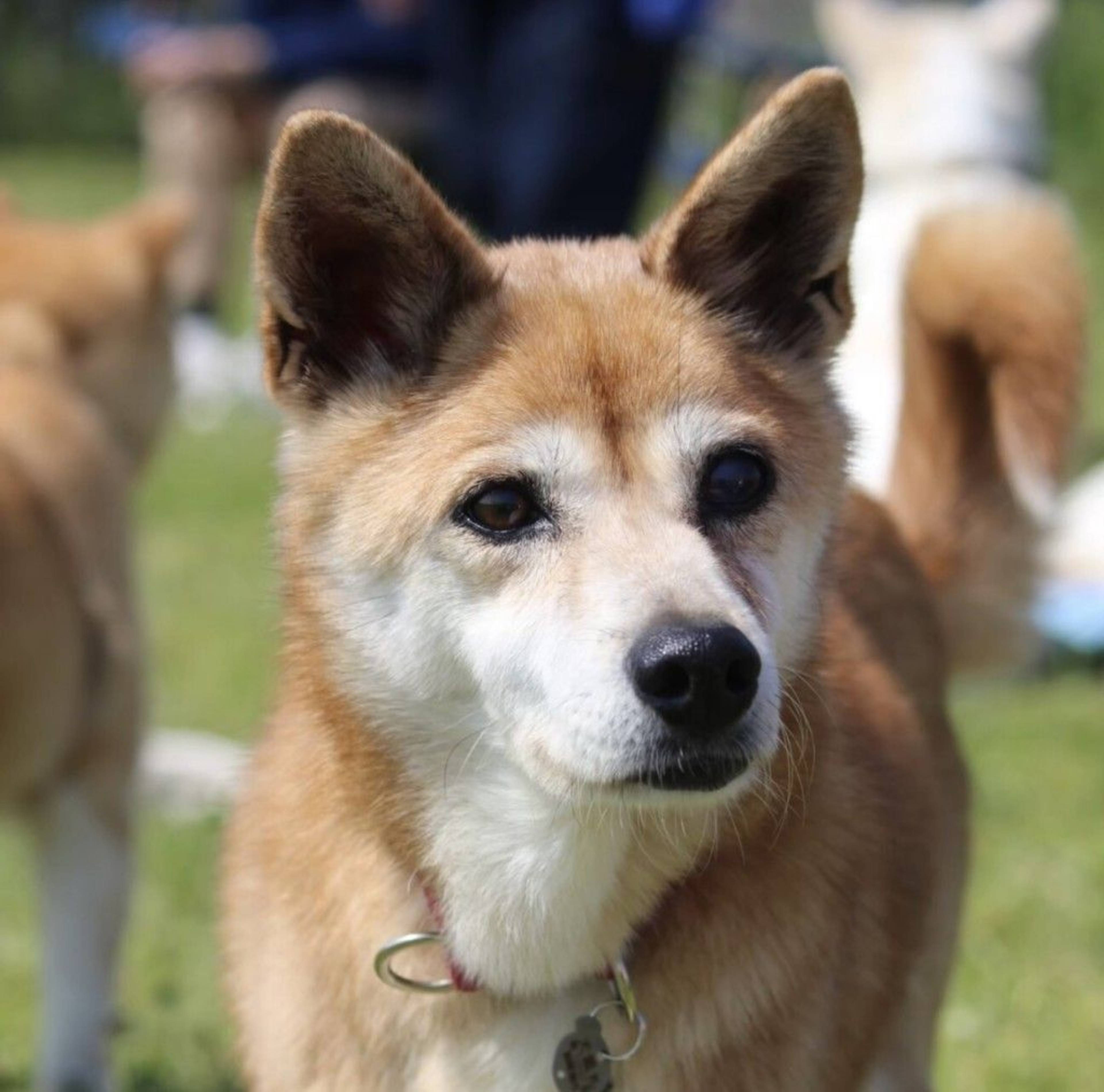 雑種（ミックス犬）・メスの里親募集の写真