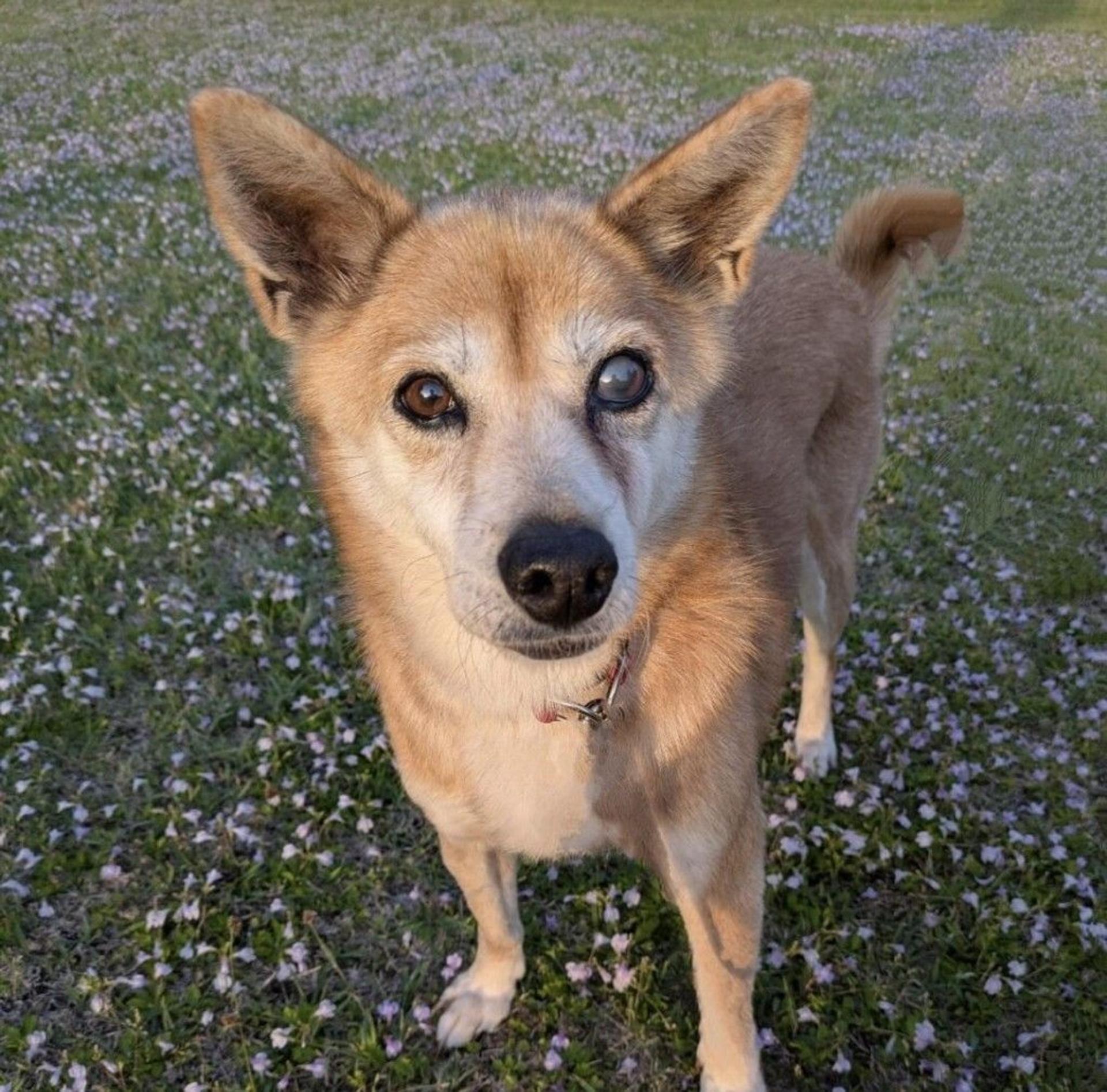 pet-image-7