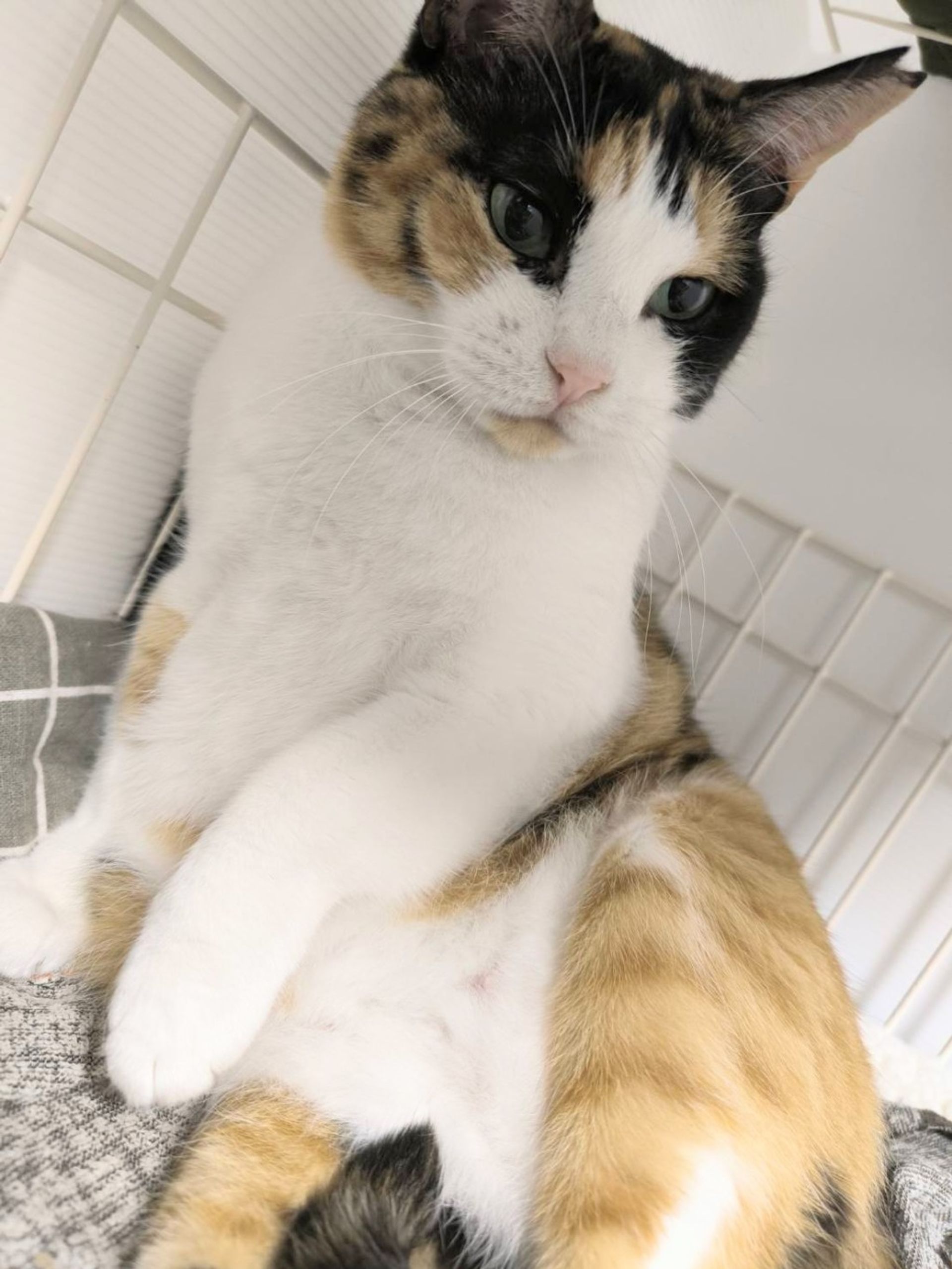雑種（ミックス猫）・メスの里親募集の写真