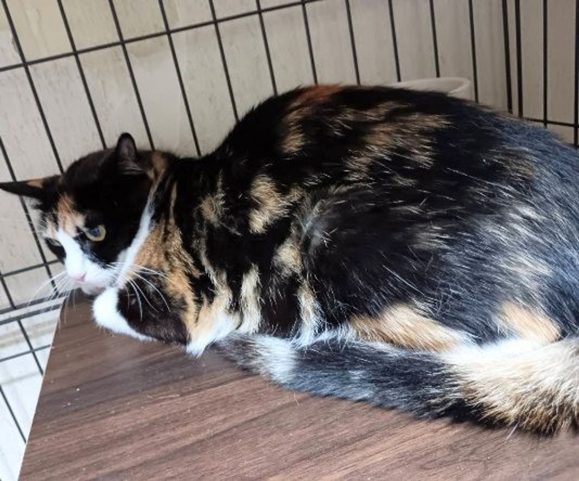雑種（ミックス猫）・メスの里親募集の写真