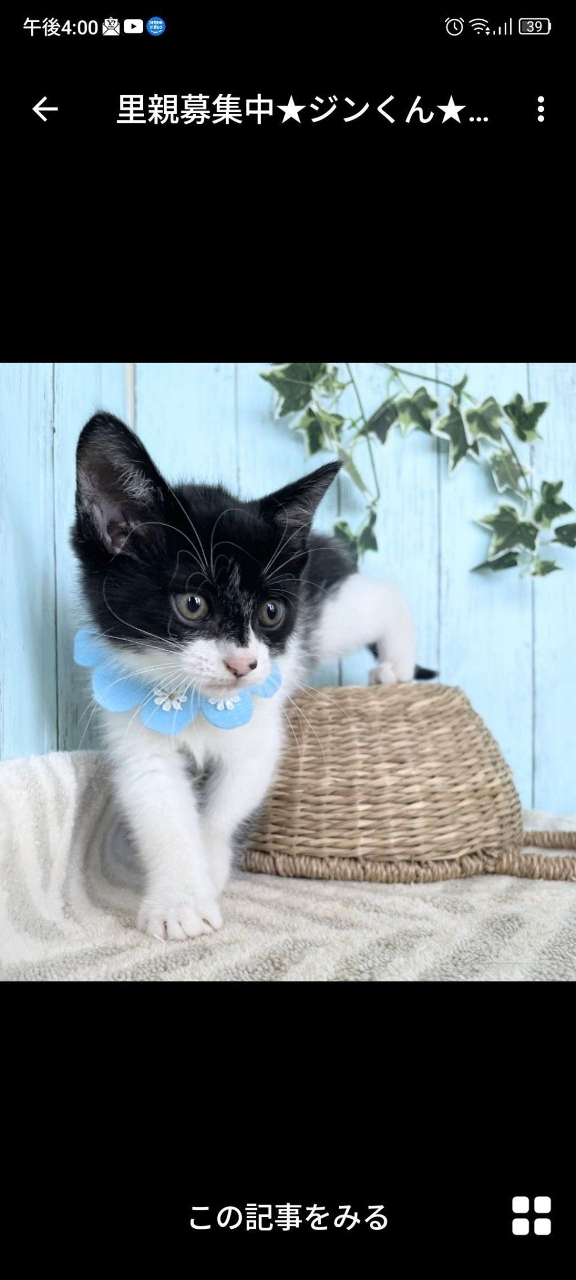 雑種（ミックス猫）・オスの里親募集の写真