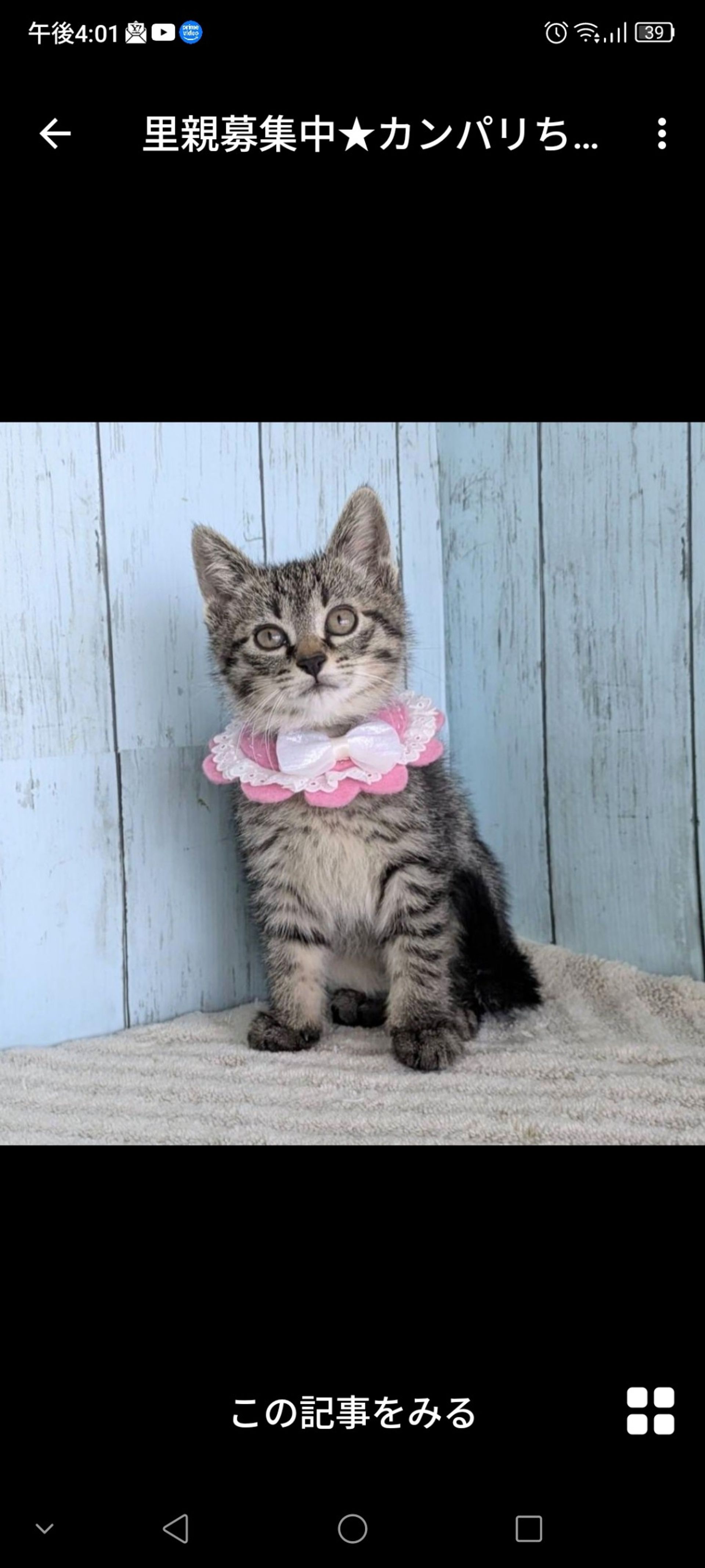 雑種（ミックス猫）・メスの里親募集の写真