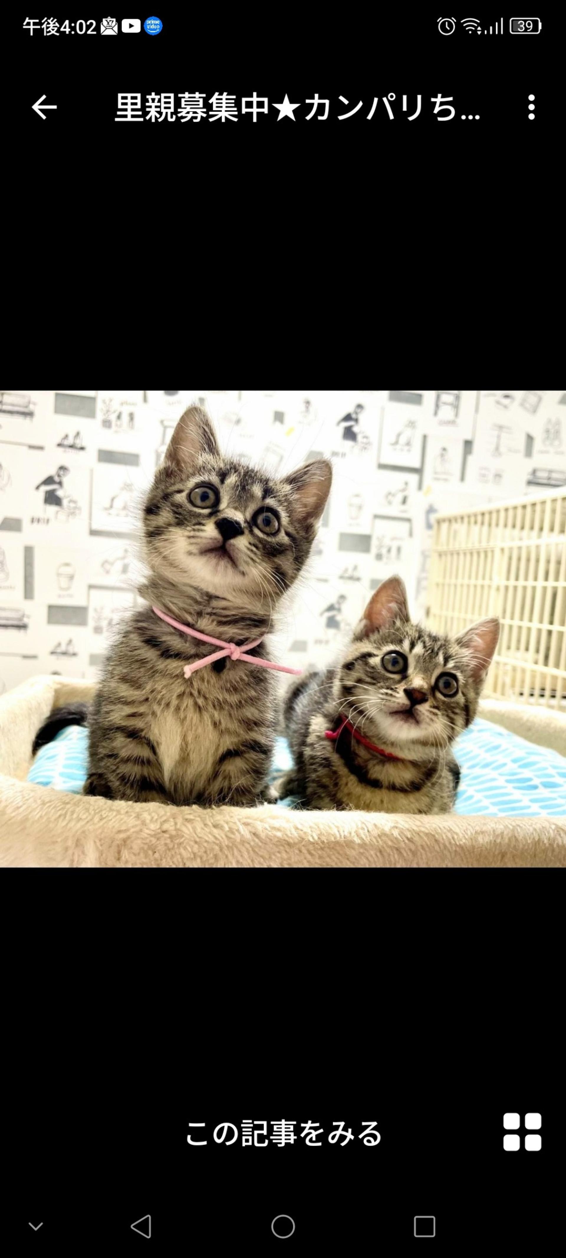 pet-image-3