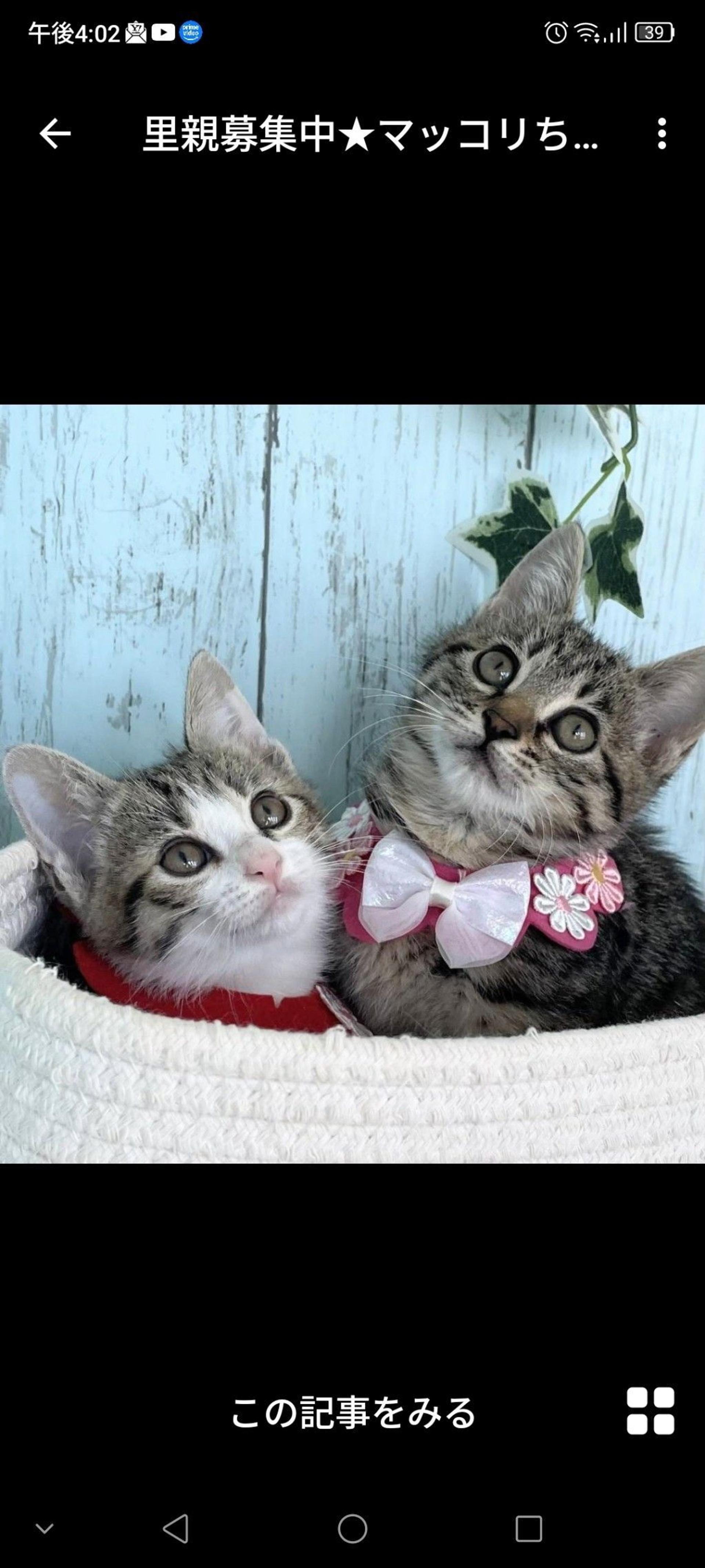pet-image-3