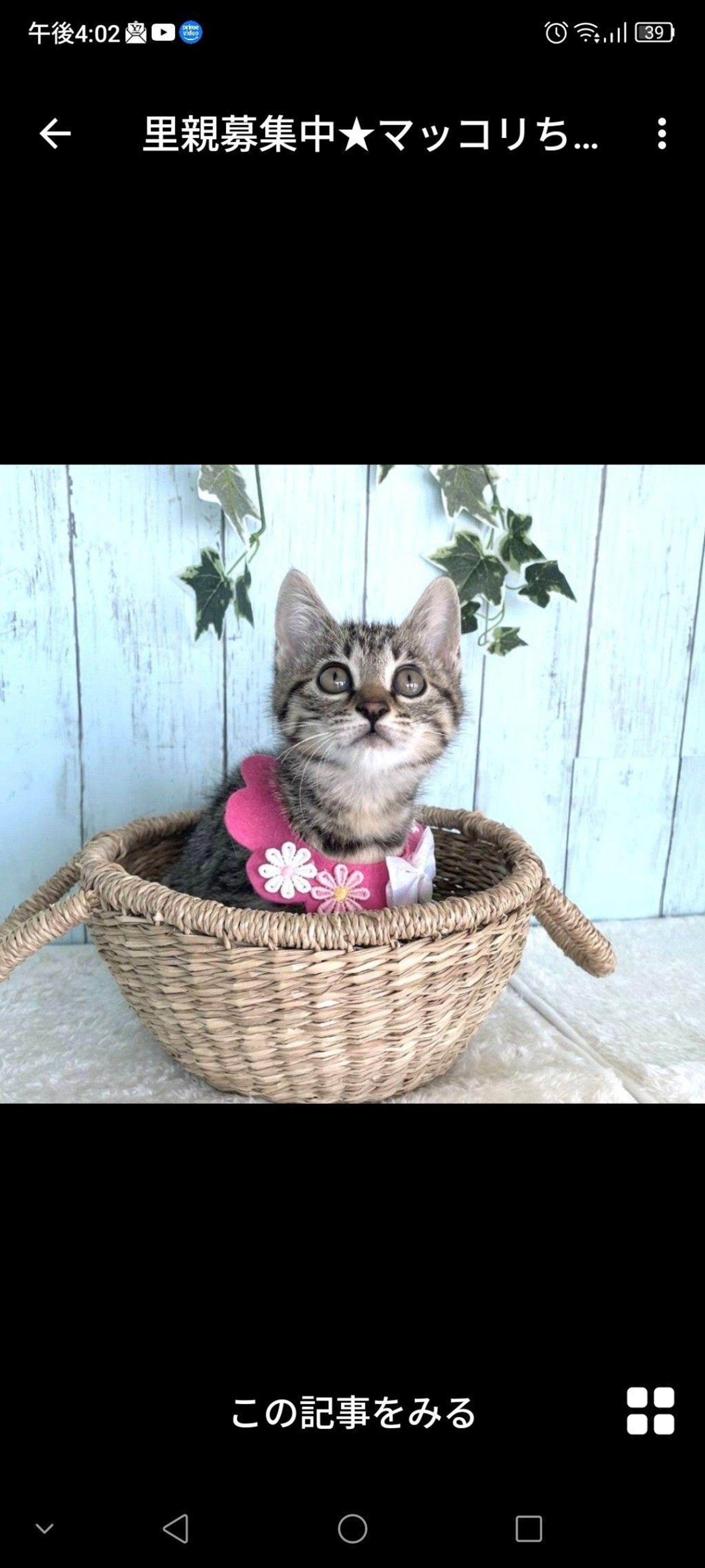雑種（ミックス猫）・メスの里親募集の写真