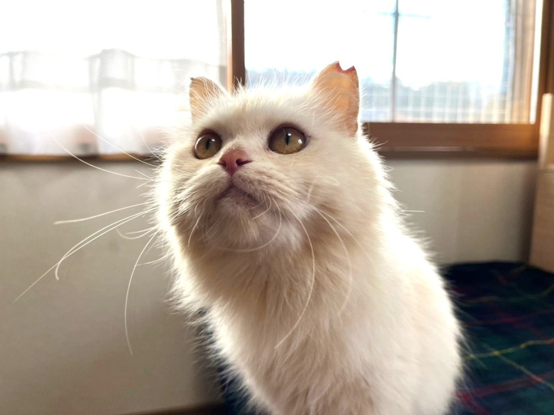 雑種（ミックス猫）・メスの里親募集の写真