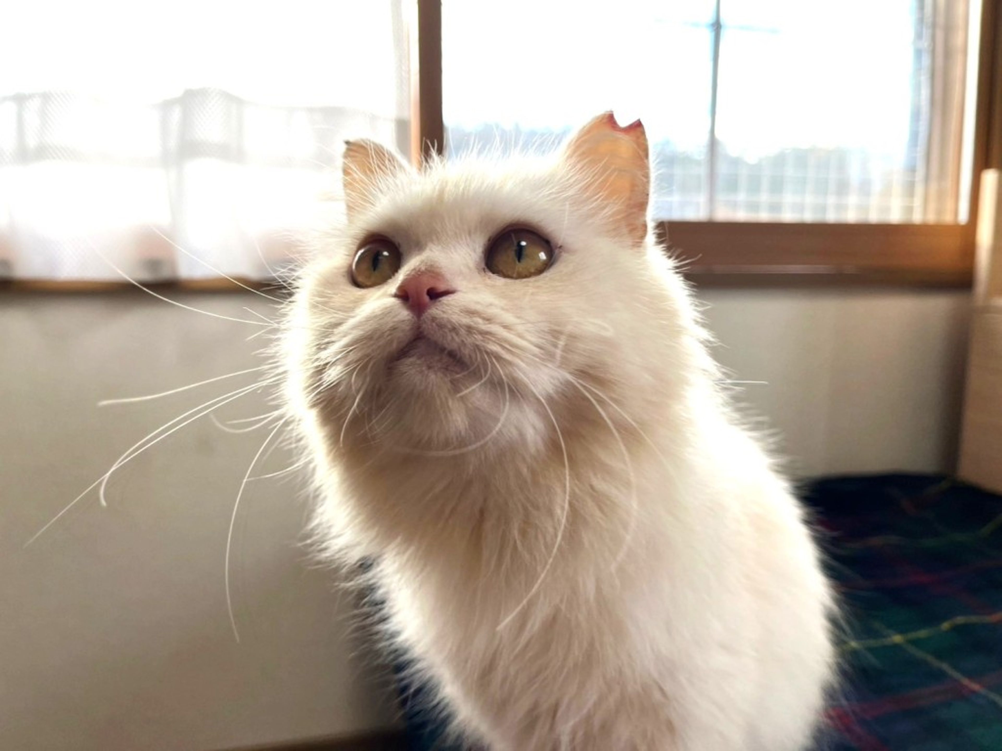 雑種（ミックス猫）・メスの里親募集の写真